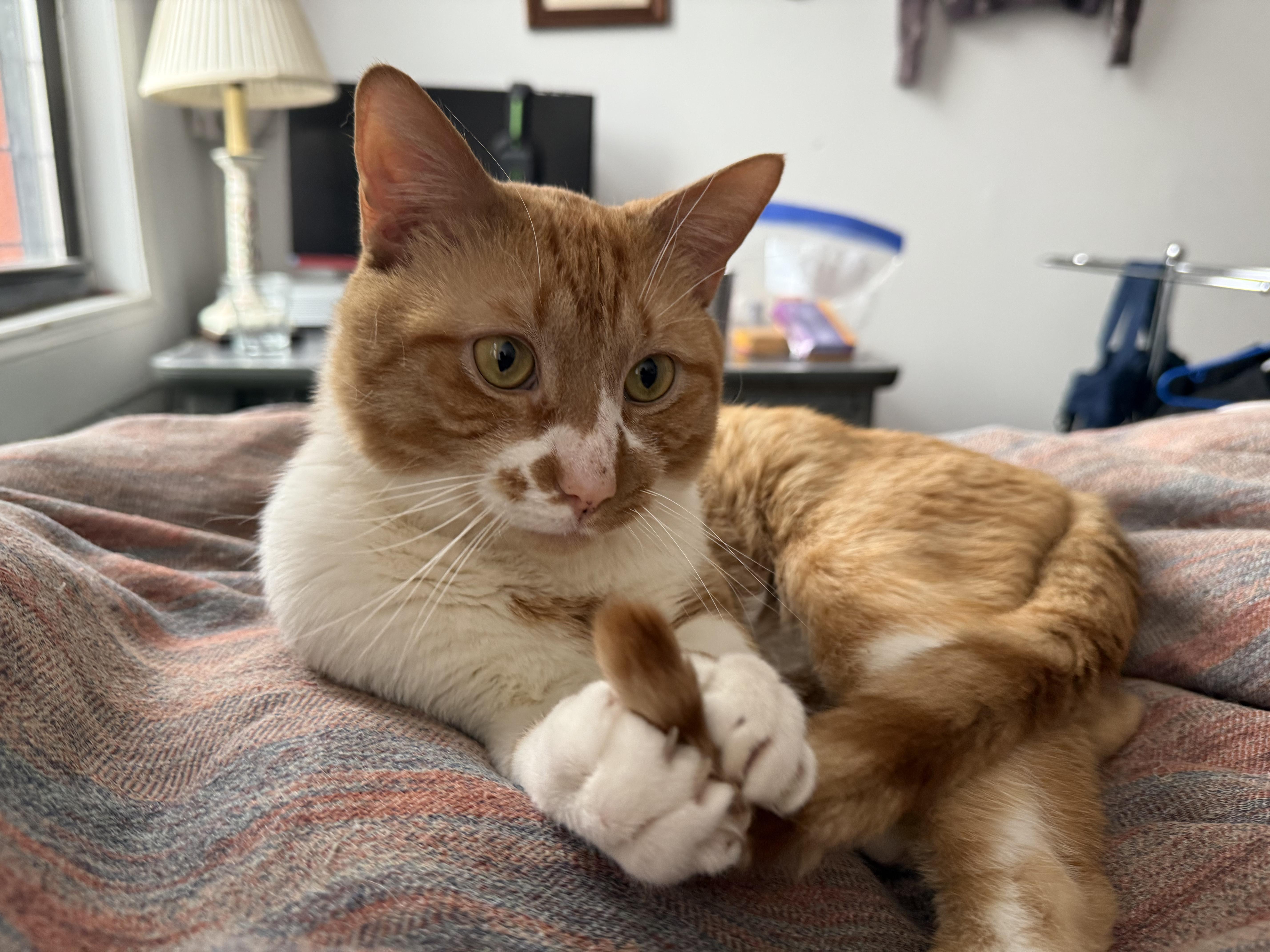 Ham, ADOPTABLE, Adult Male Domestic Short Hair.