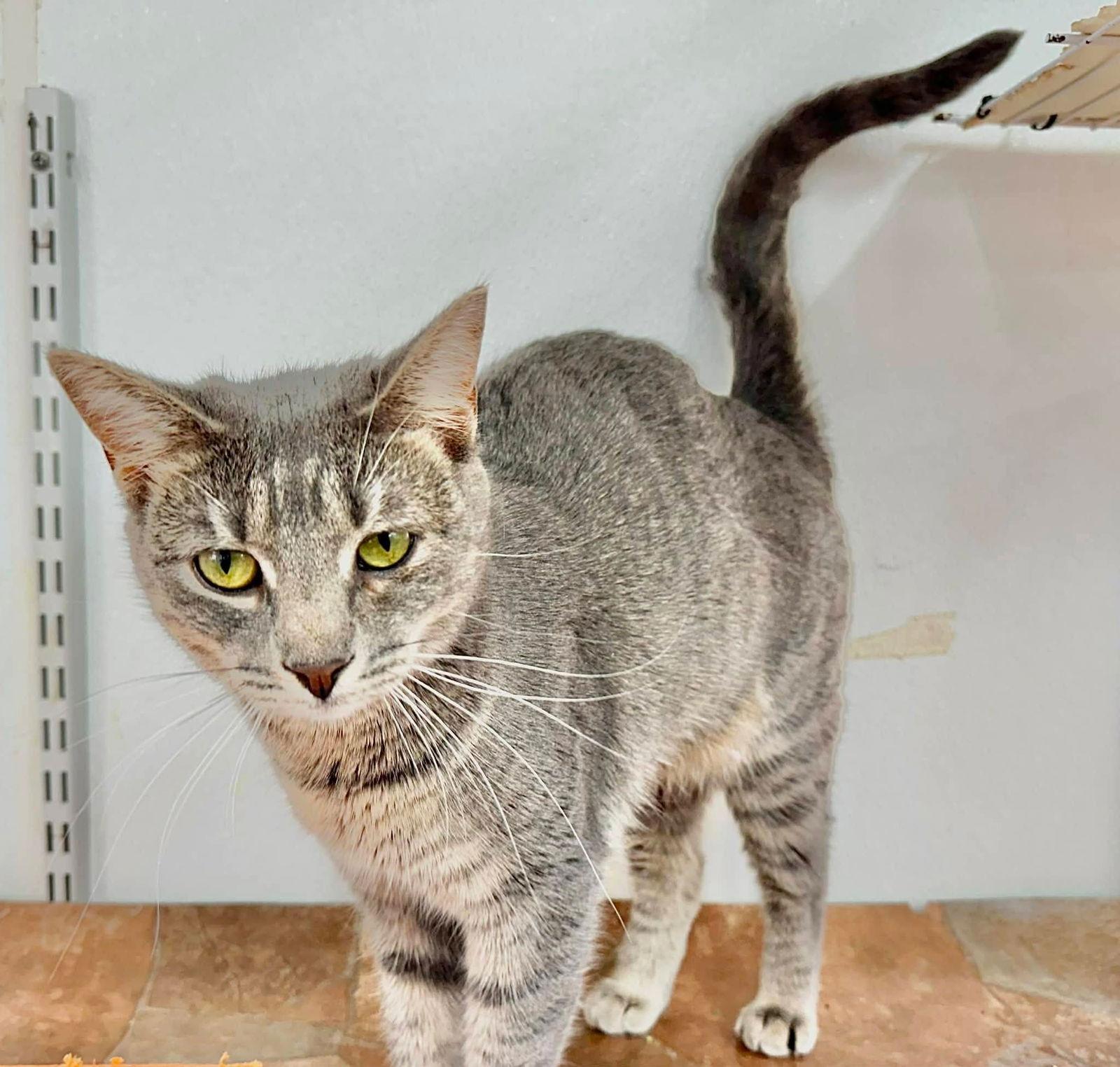 Molly, Adoptable, Adult Female Domestic Short Hair & Tabby.