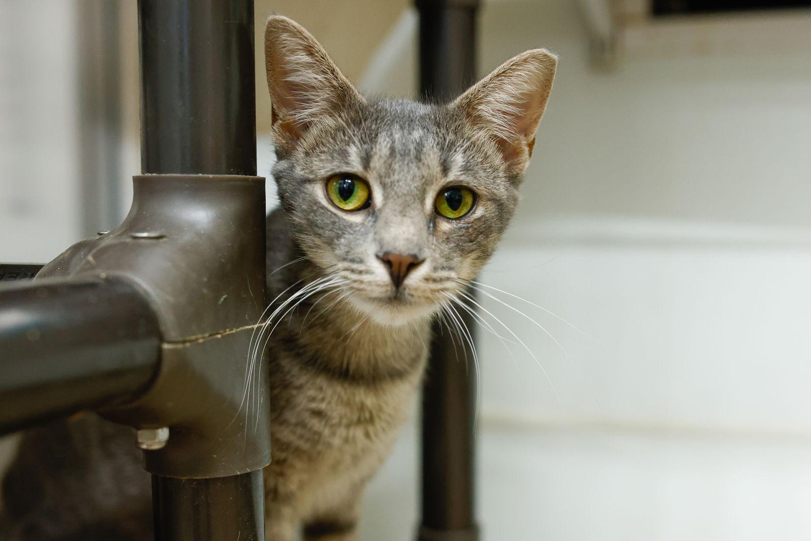Molly, Adoptable, Young Female Domestic Short Hair & Tabby.
