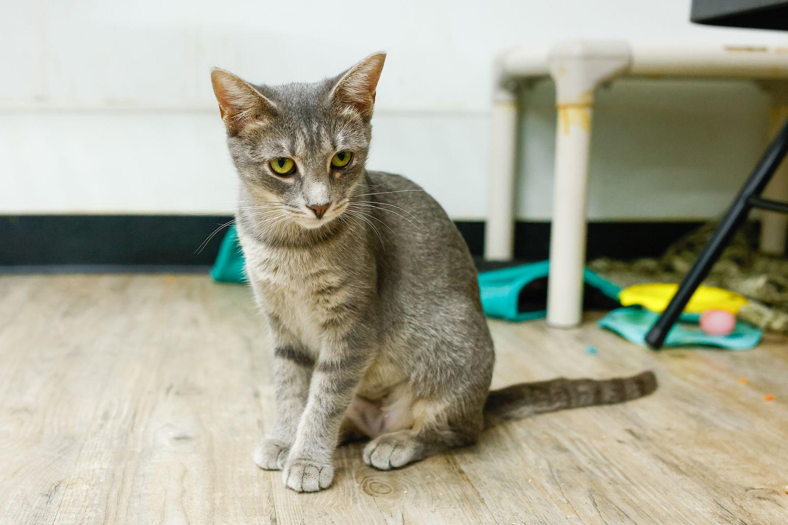 Enlarge Molly, a Adoptable mixed breed in Winton, NC image 2/3