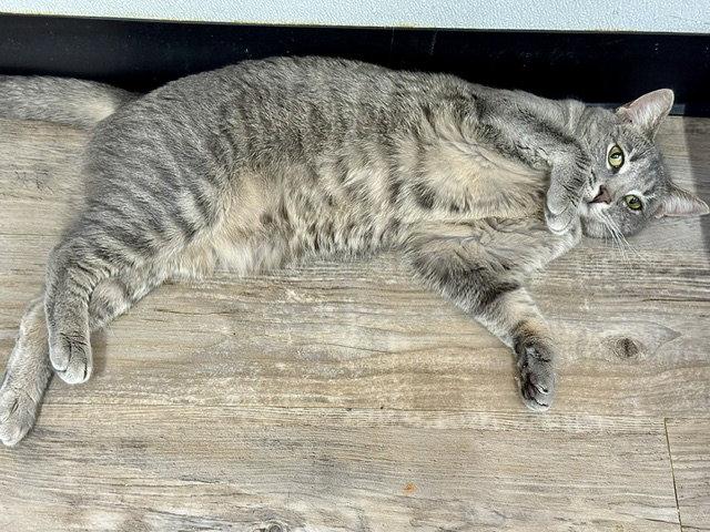 Molly, Adoptable, Adult Female Domestic Short Hair & Tabby.