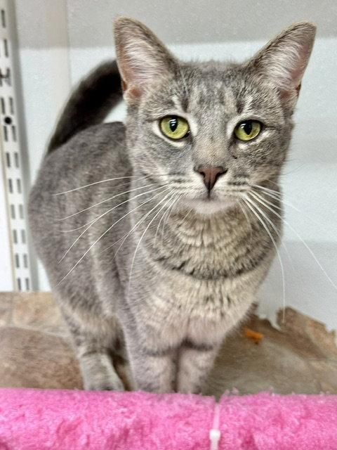 Enlarge Molly, a Adoptable mixed breed in Winton, NC image 2/3