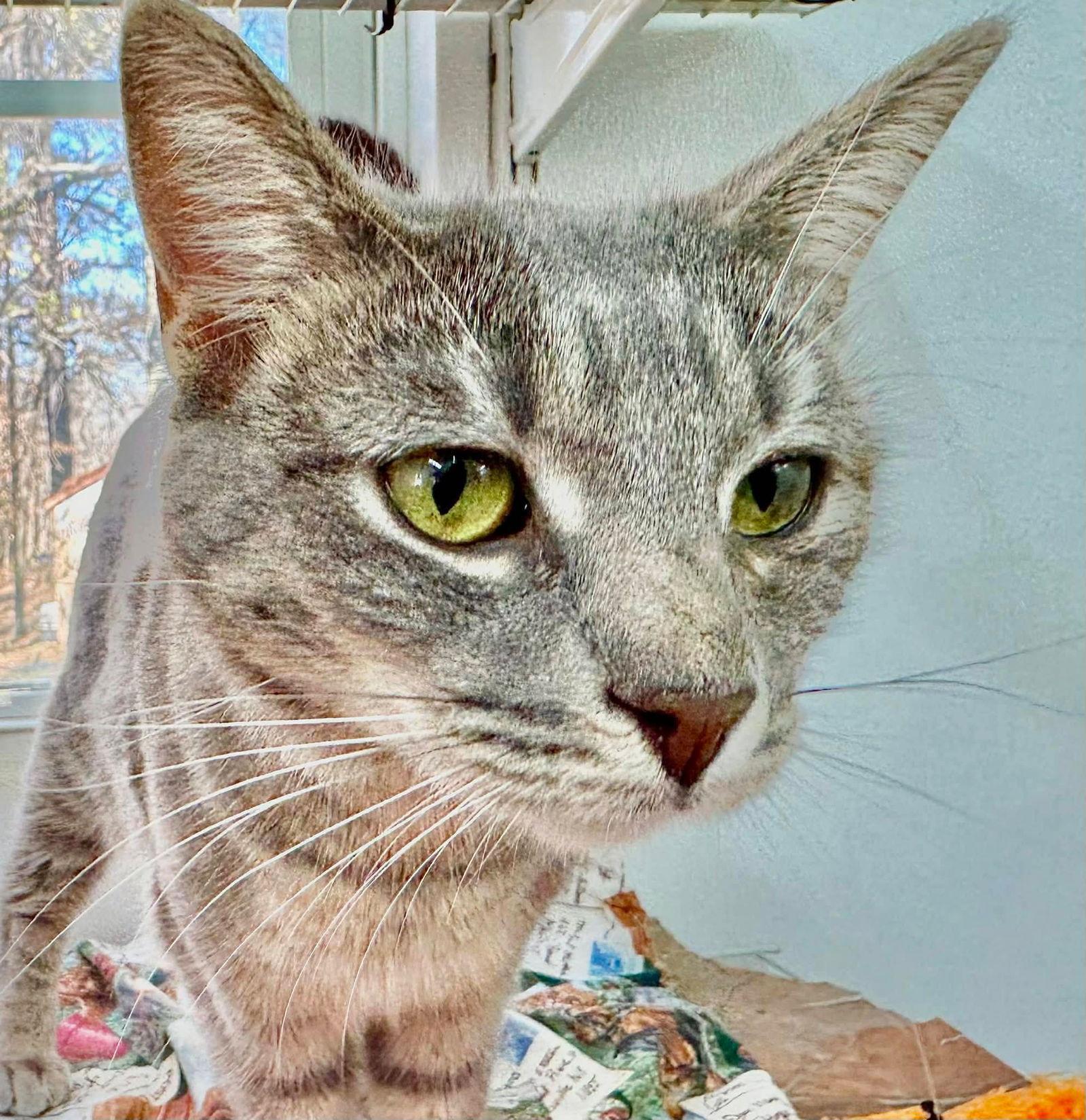 Enlarge Molly, a Adoptable mixed breed in Winton, NC image 3/3