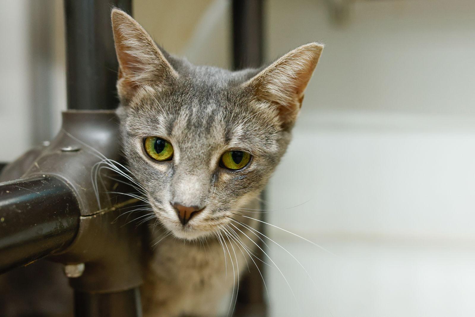 Enlarge Molly, a Adoptable mixed breed in Winton, NC image 3/3