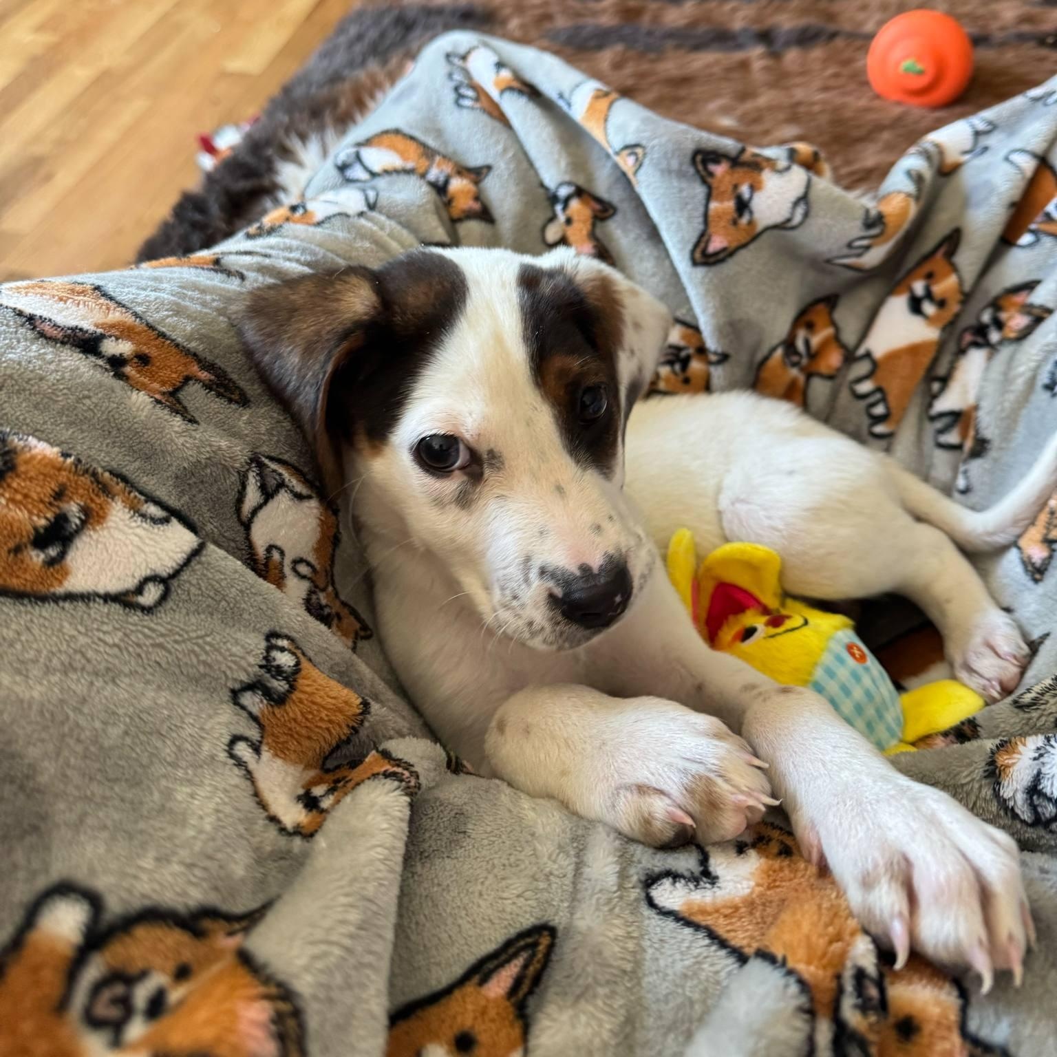 Enlarge Baby Beatrice, a Adopted mixed breed in Reston, VA image 5/6