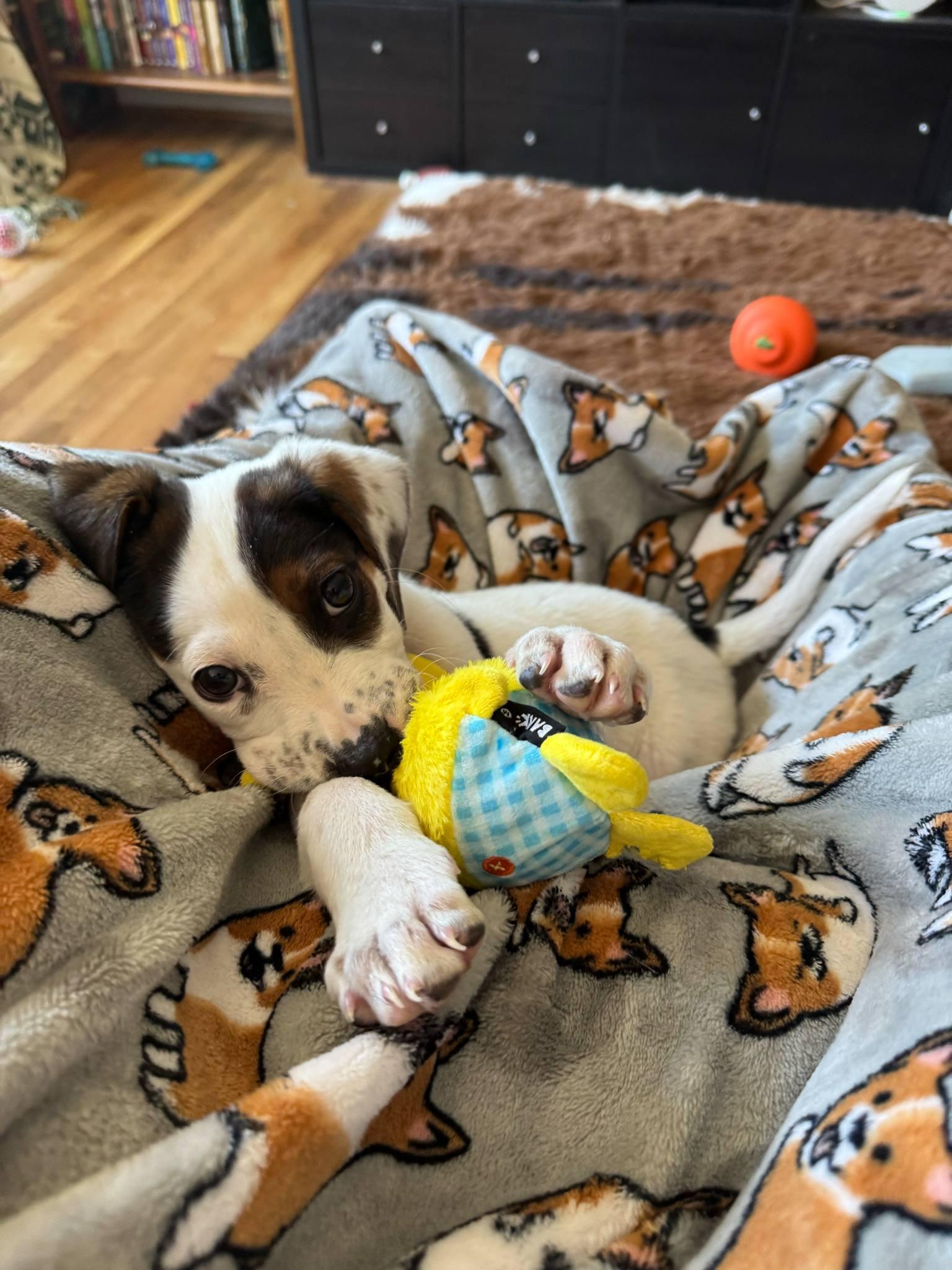 Enlarge Baby Beatrice, a Adopted mixed breed in Reston, VA image 2/6