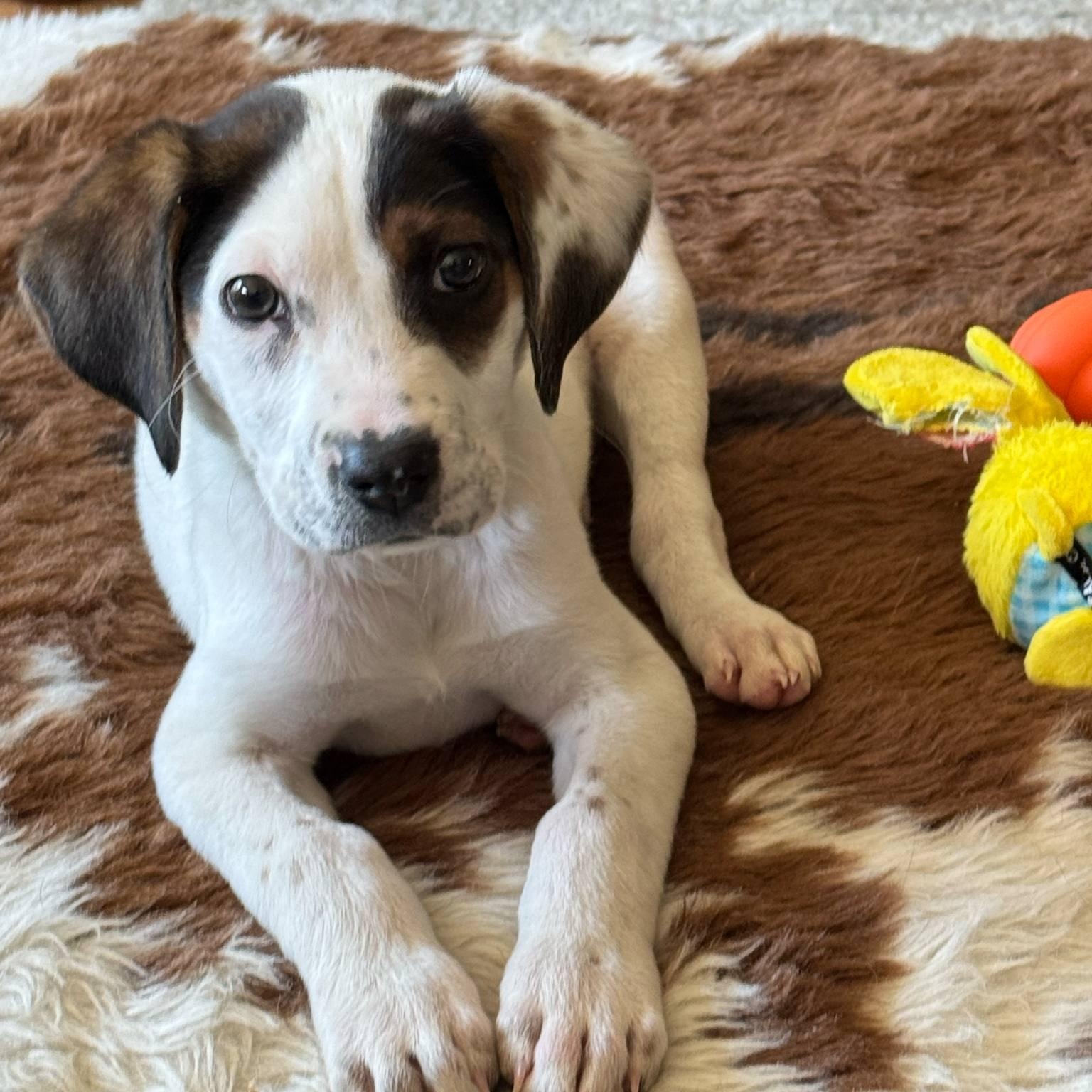 Enlarge Baby Beatrice, a Adopted mixed breed in Reston, VA image 3/6