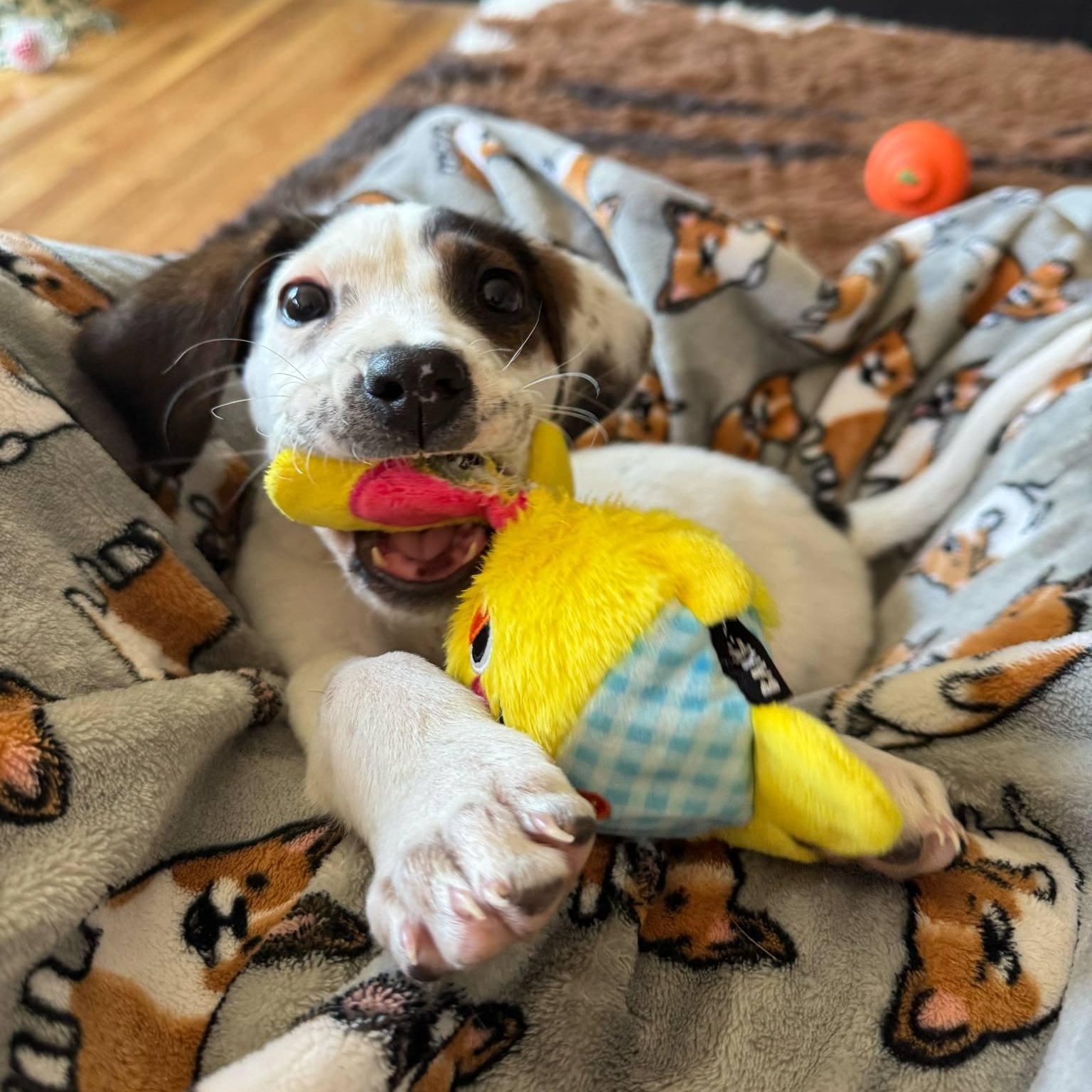 Baby Beatrice, Adopted, Puppy Female Beagle.