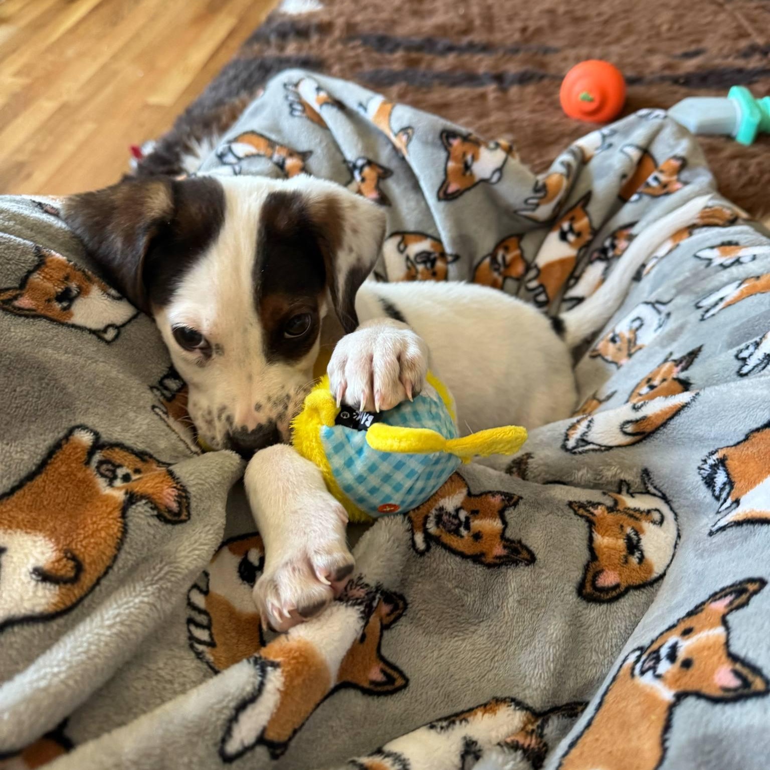 Enlarge Baby Beatrice, a Adopted mixed breed in Reston, VA image 6/6