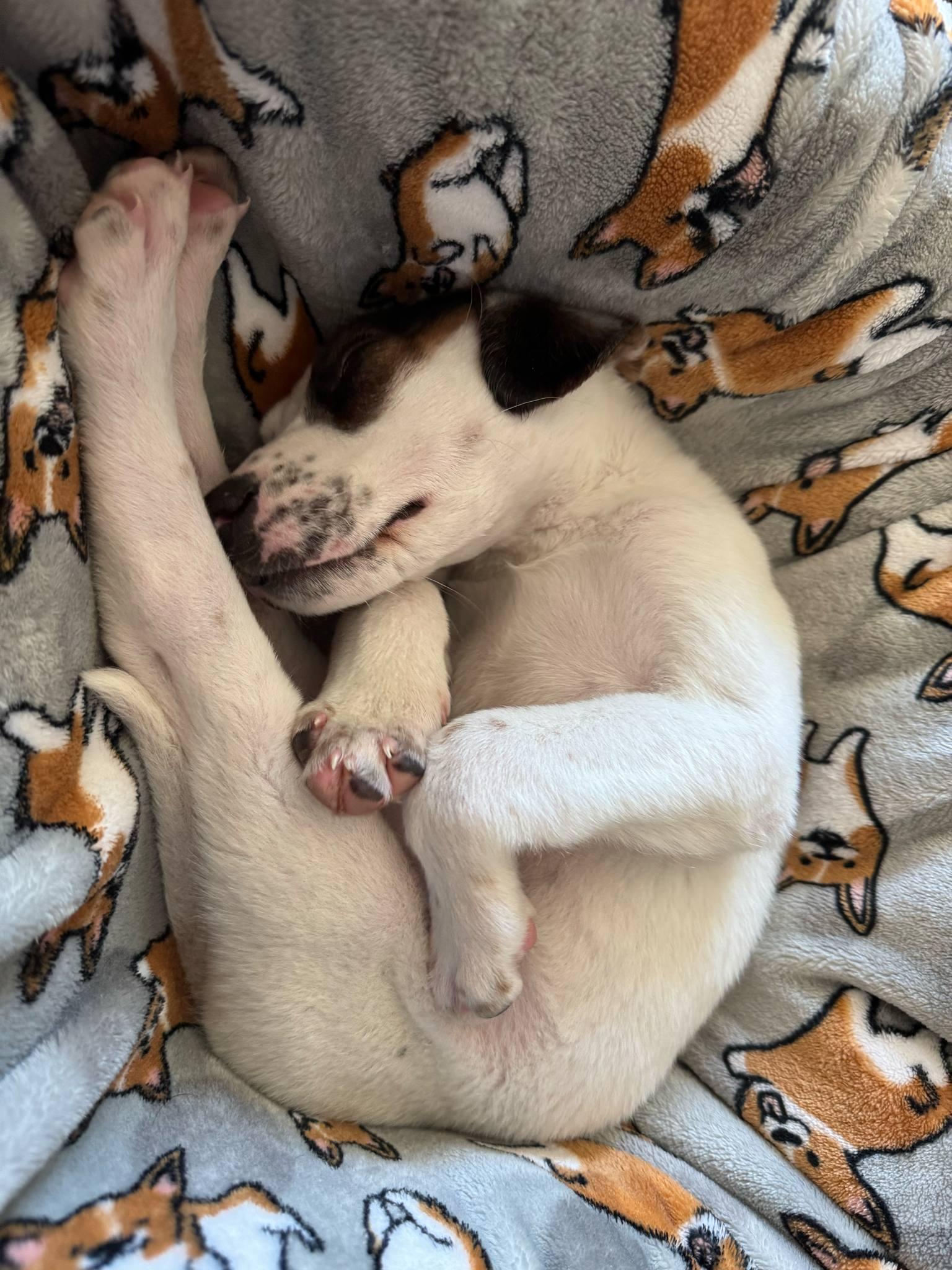 Enlarge Baby Beatrice, a Adopted mixed breed in Reston, VA image 4/6