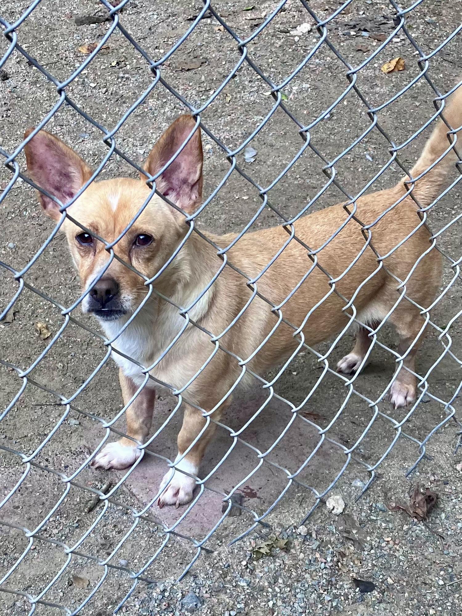 Willow, Adoptable, Adult Female Corgi.