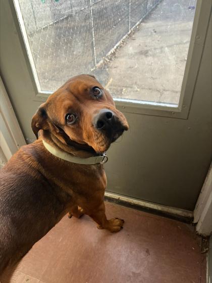 Moose (Miso) - In Foster