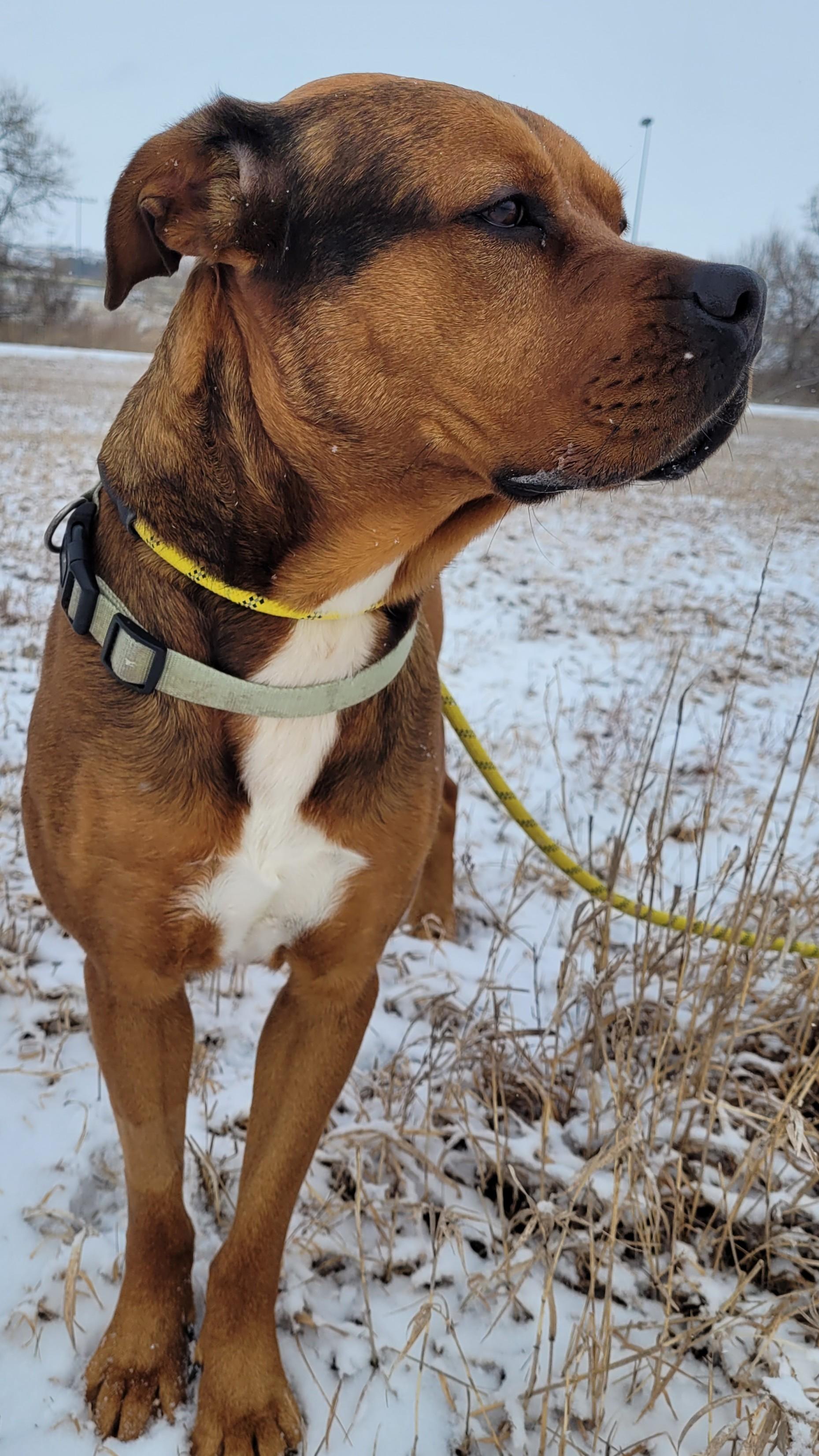 Moose (Miso) - In Foster — thumbnail 2