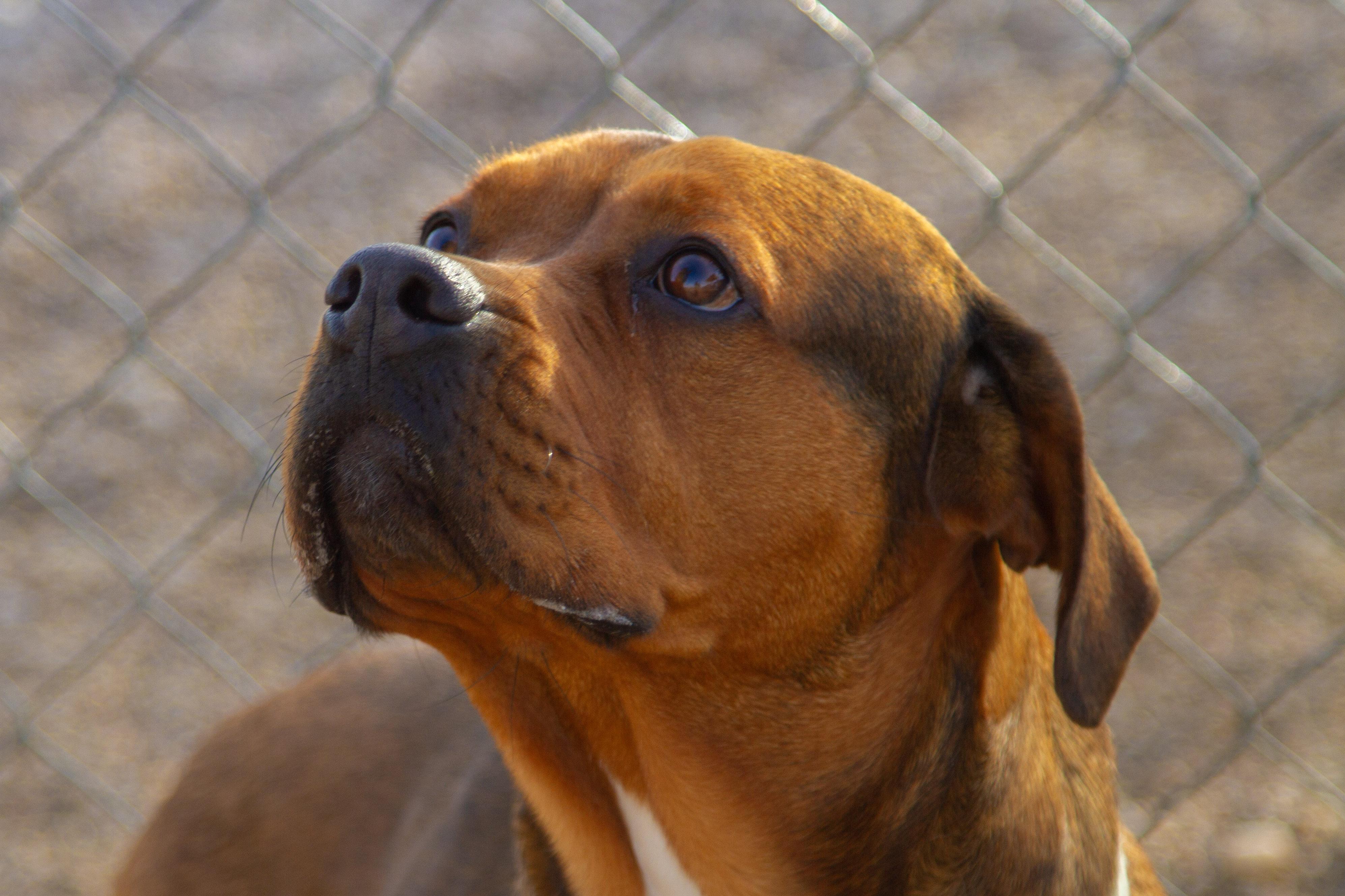 Moose (Miso) - In Foster — thumbnail 3