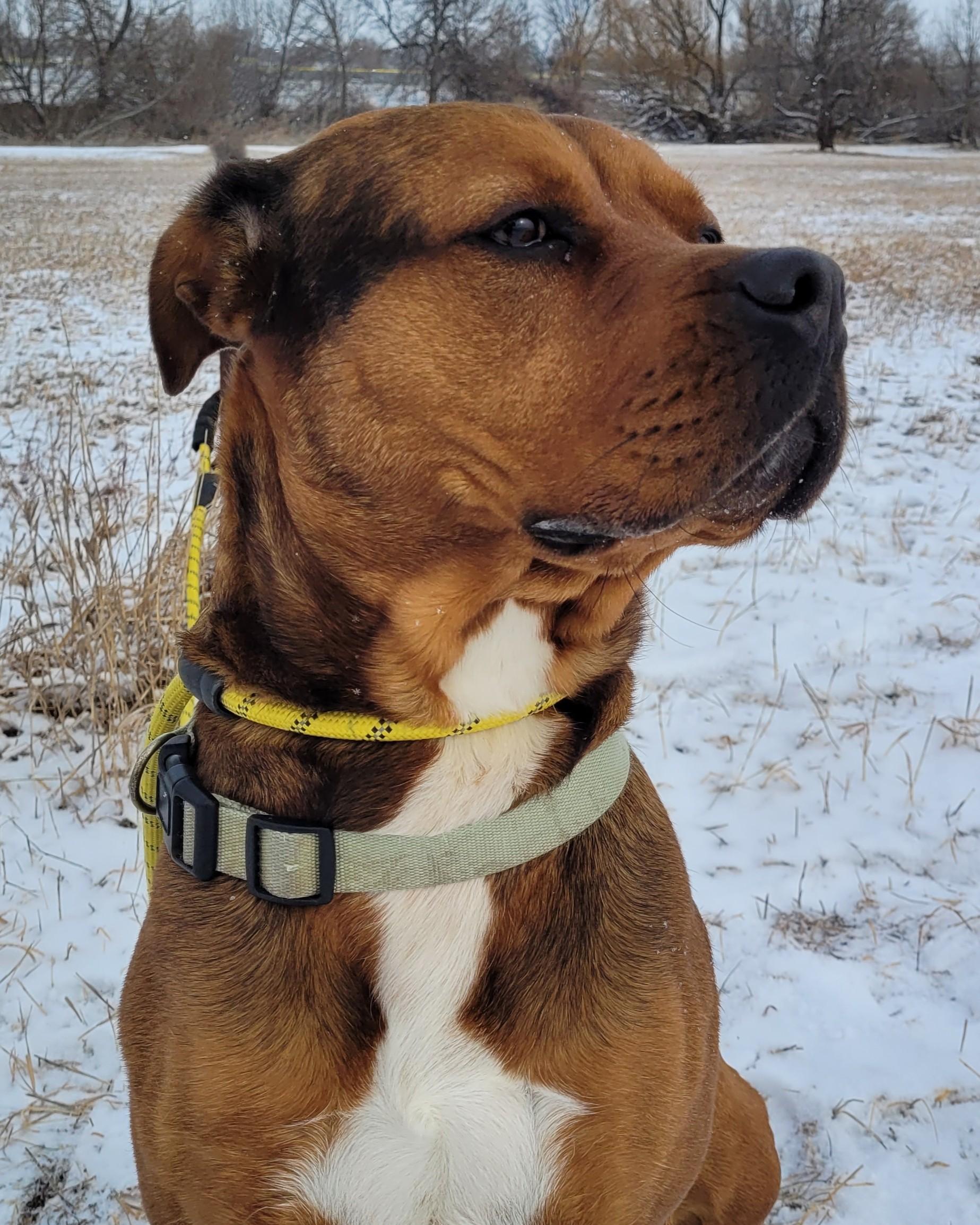 Moose (Miso) - In Foster — thumbnail 4