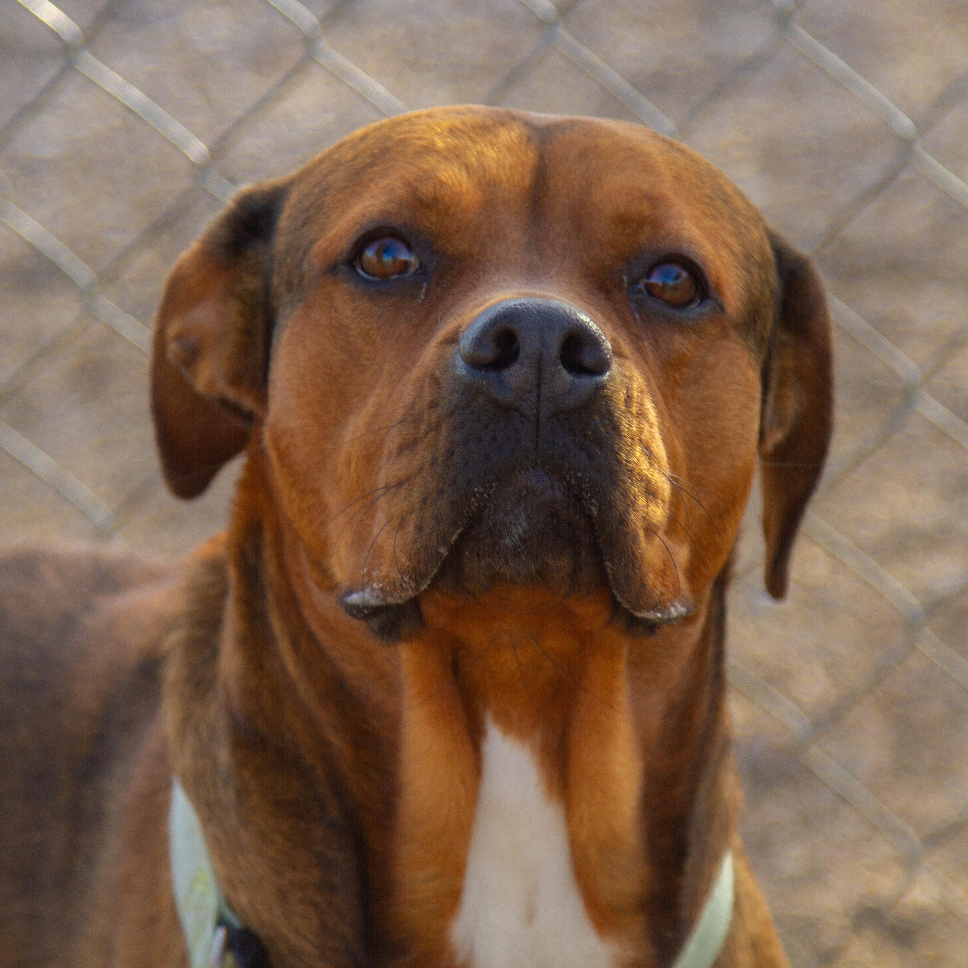 Moose (Miso) - In Foster — thumbnail 5