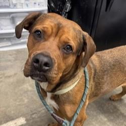 Moose (Miso) - In Foster — thumbnail 6