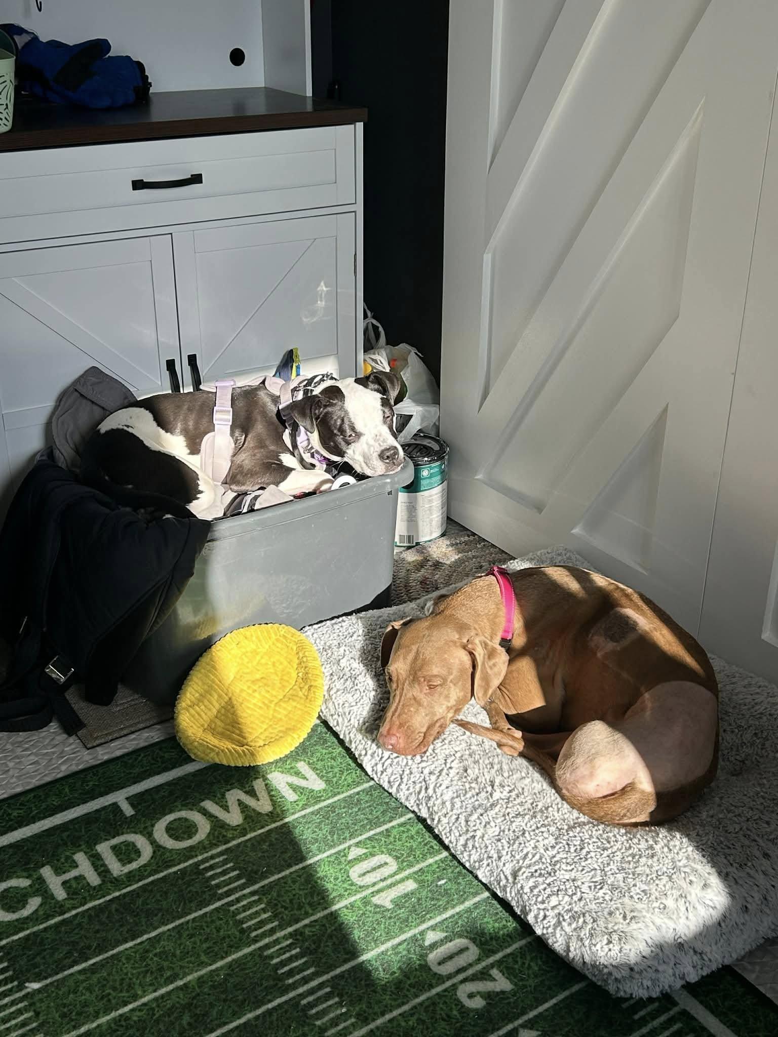 Mae, Adoptable, Young Female Rhodesian Ridgeback.