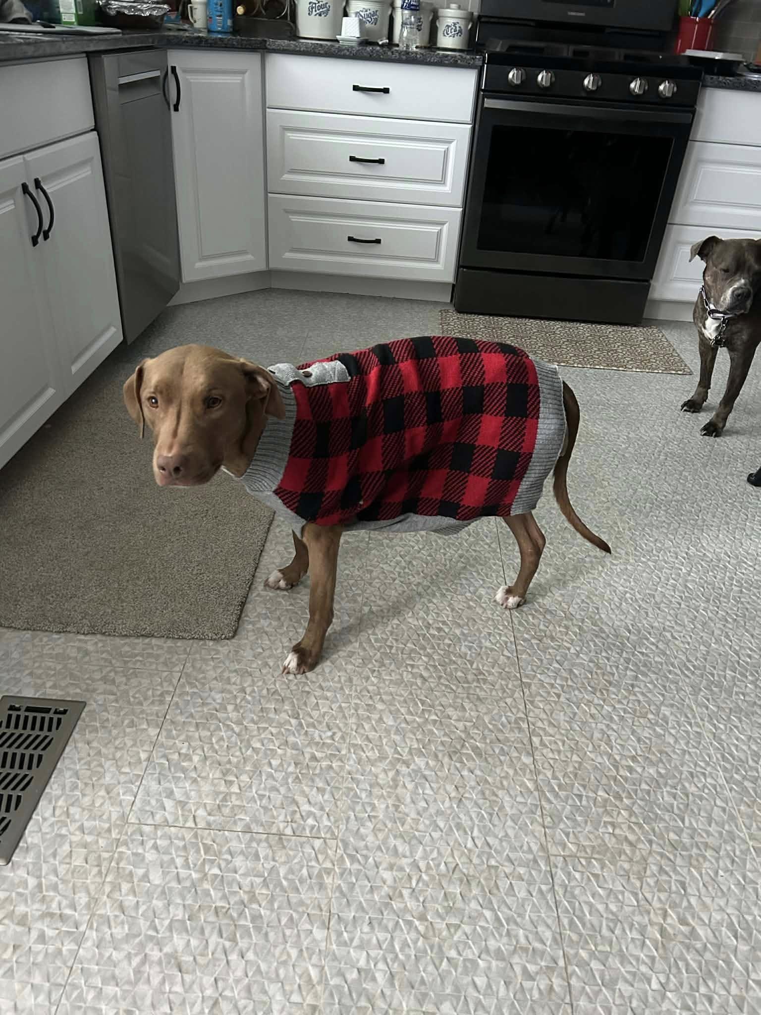 Enlarge Mae, a Adoptable Rhodesian Ridgeback in Glenmoore, PA image 2/3