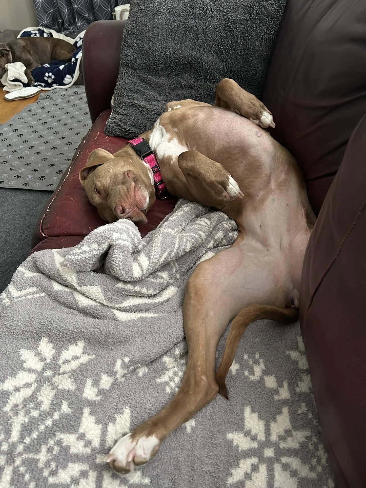 Enlarge Mae, a Adoptable Rhodesian Ridgeback in Glenmoore, PA image 3/3