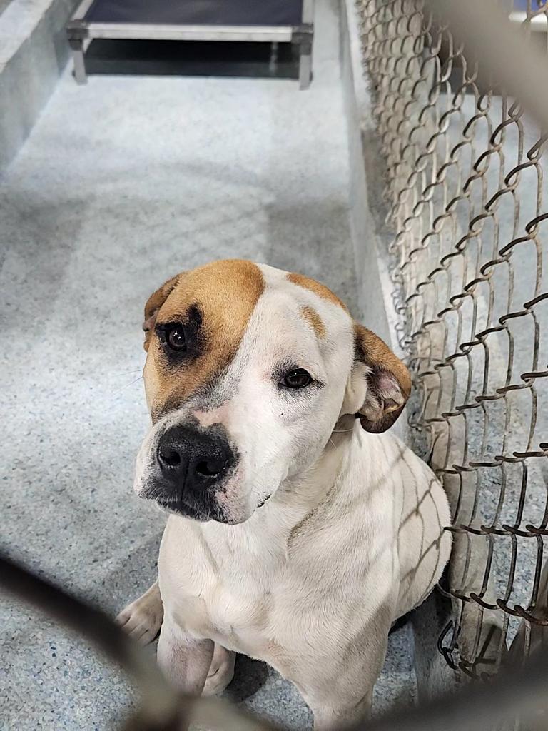 Misty, a Adoptable mixed breed in Livingston, LA image 1/2