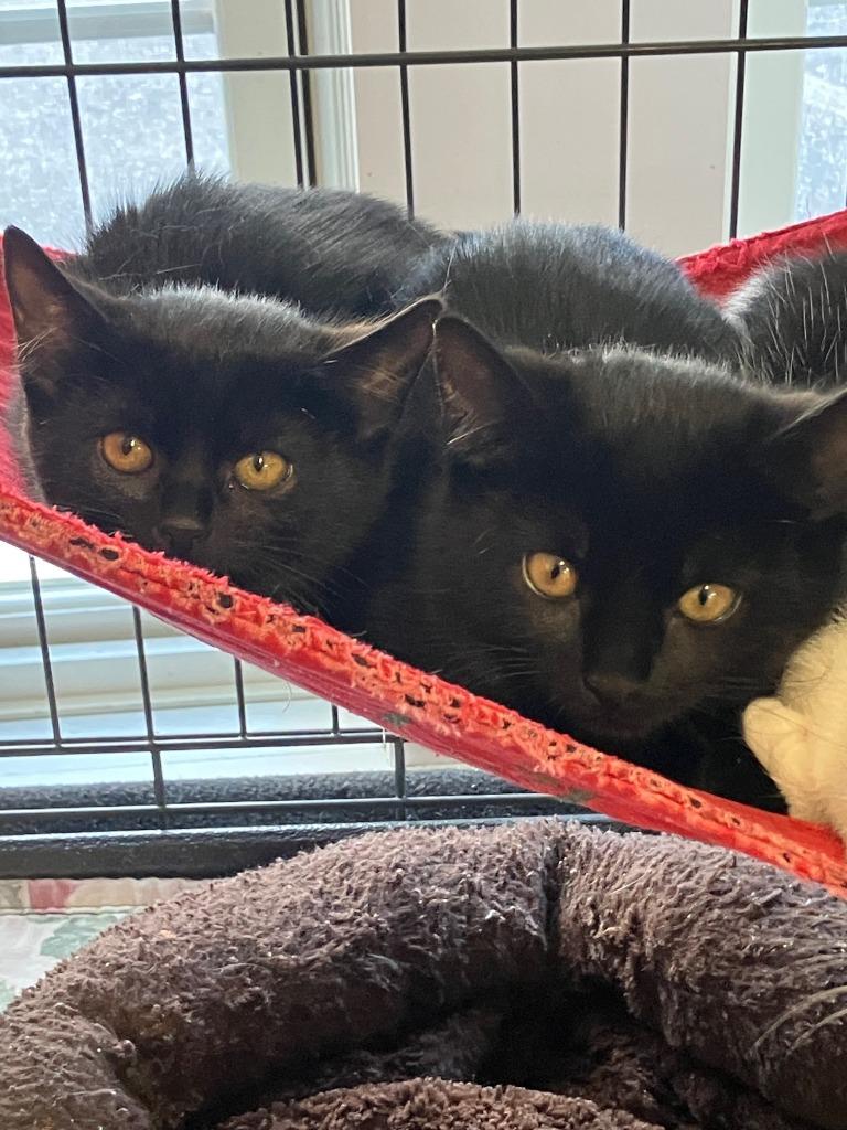 Ulysses, Adoptable, Kitten Male Domestic Short Hair.