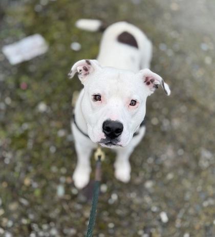 Dexter, Adoptable, Young Male Pit Bull Terrier & Mixed Breed.
