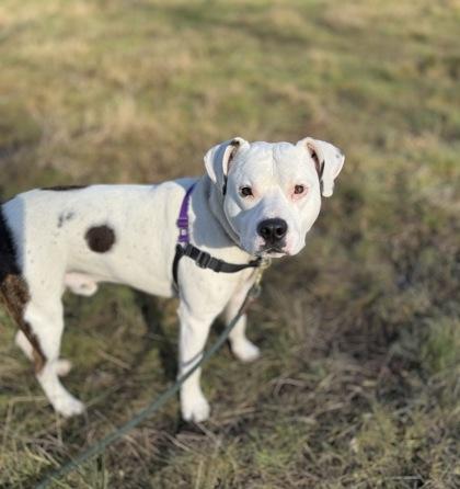 Enlarge Dexter, a Adoptable mixed breed in Burlington, WA image 2/3