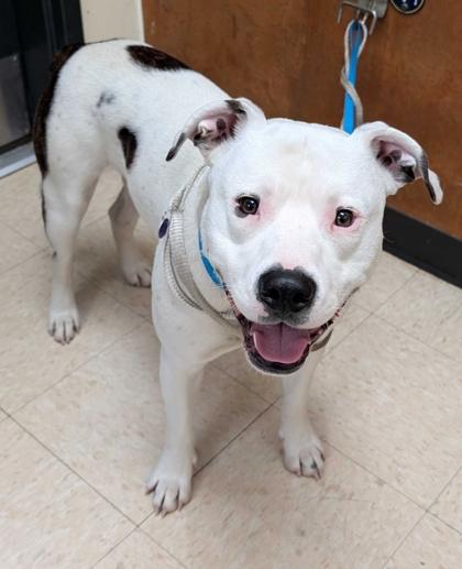 Enlarge Dexter, a Adoptable mixed breed in Burlington, WA image 3/3