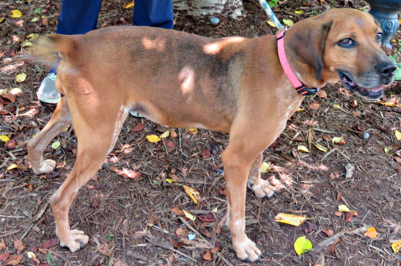 Enlarge Brooklyn, a Adoptable mixed breed in Lexington, VA image 3/4