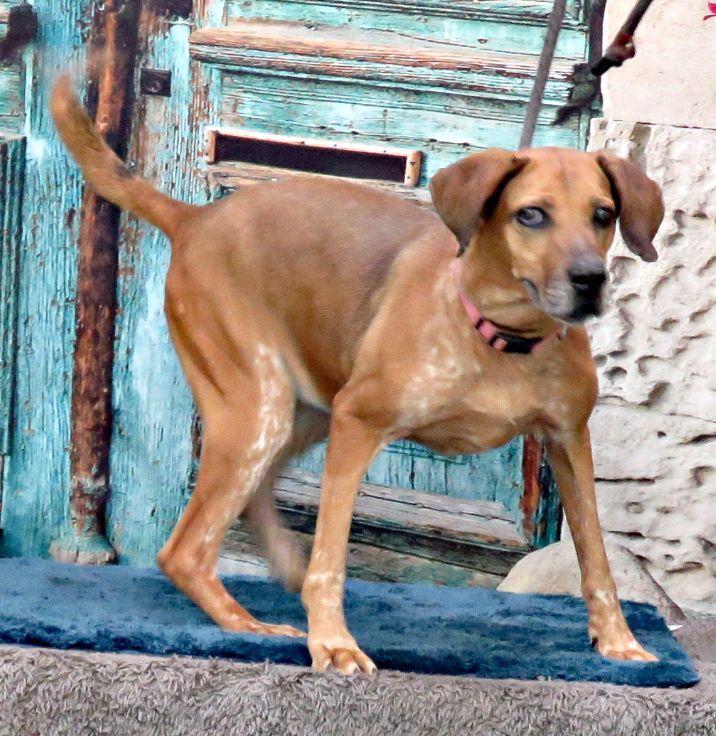 Brooklyn, a Adoptable mixed breed in Lexington, VA image 5/5
