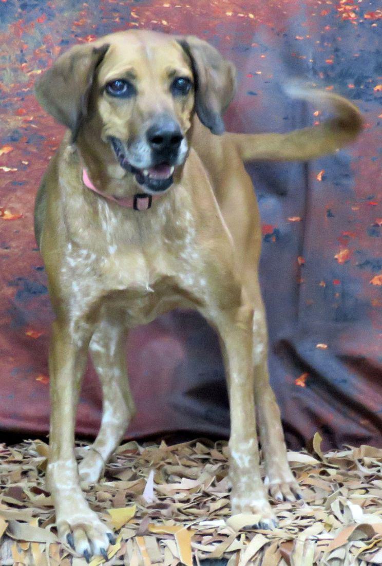 Brooklyn, Adoptable, Senior Female Redbone Coonhound.