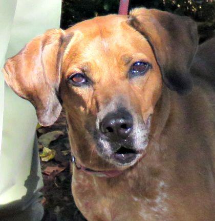 Brooklyn, Adoptable, Senior Female Redbone Coonhound.