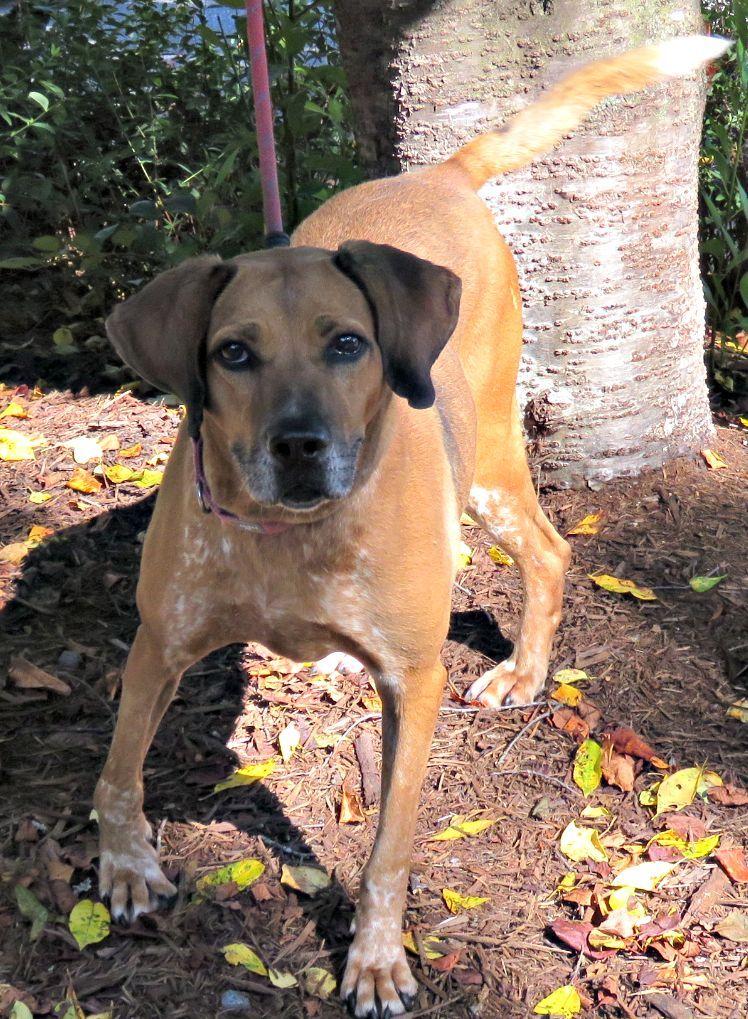 Brooklyn, a Adoptable mixed breed in Lexington, VA image 4/4