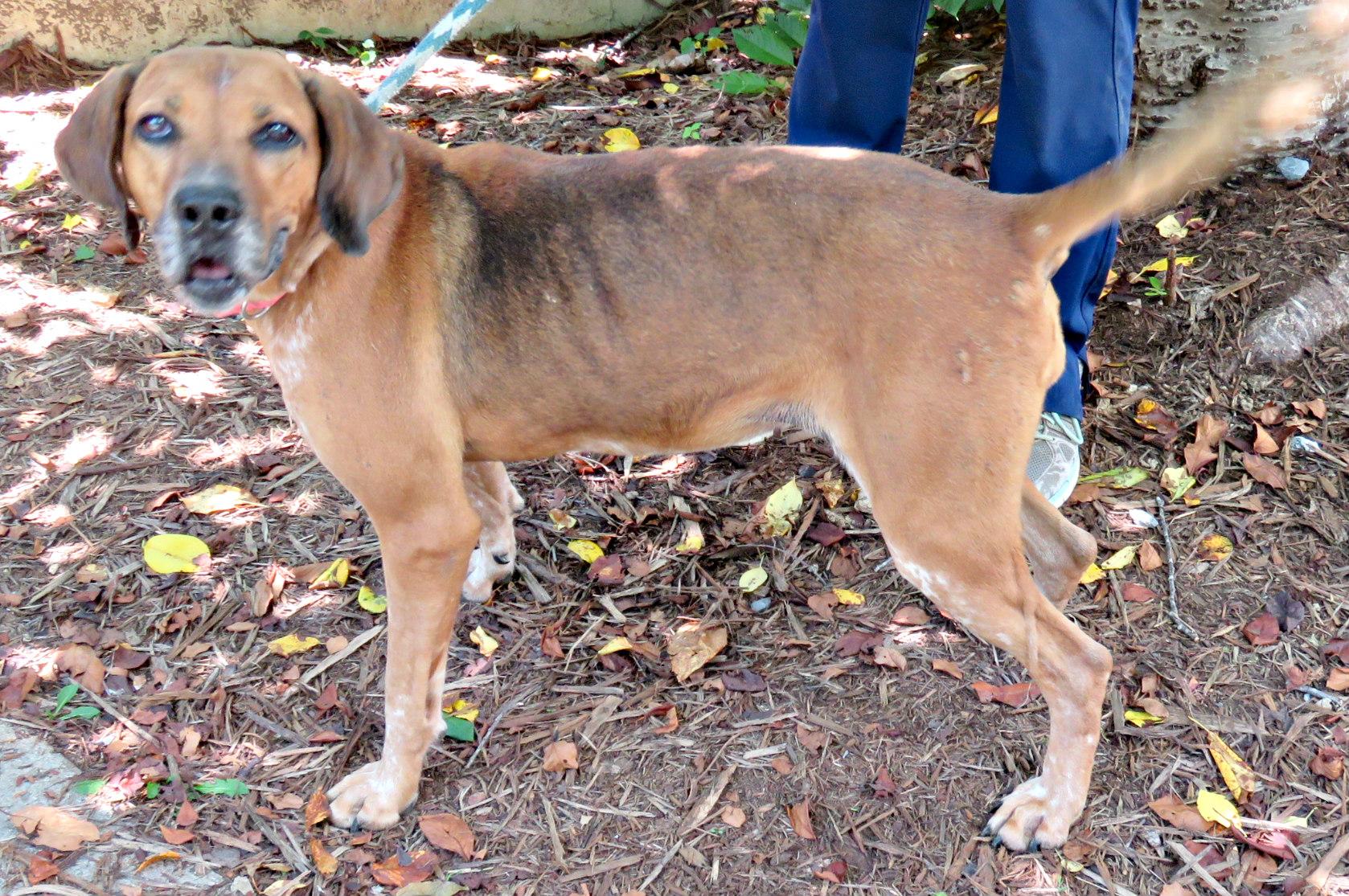 Brooklyn, Adoptable, Senior Female Redbone Coonhound.