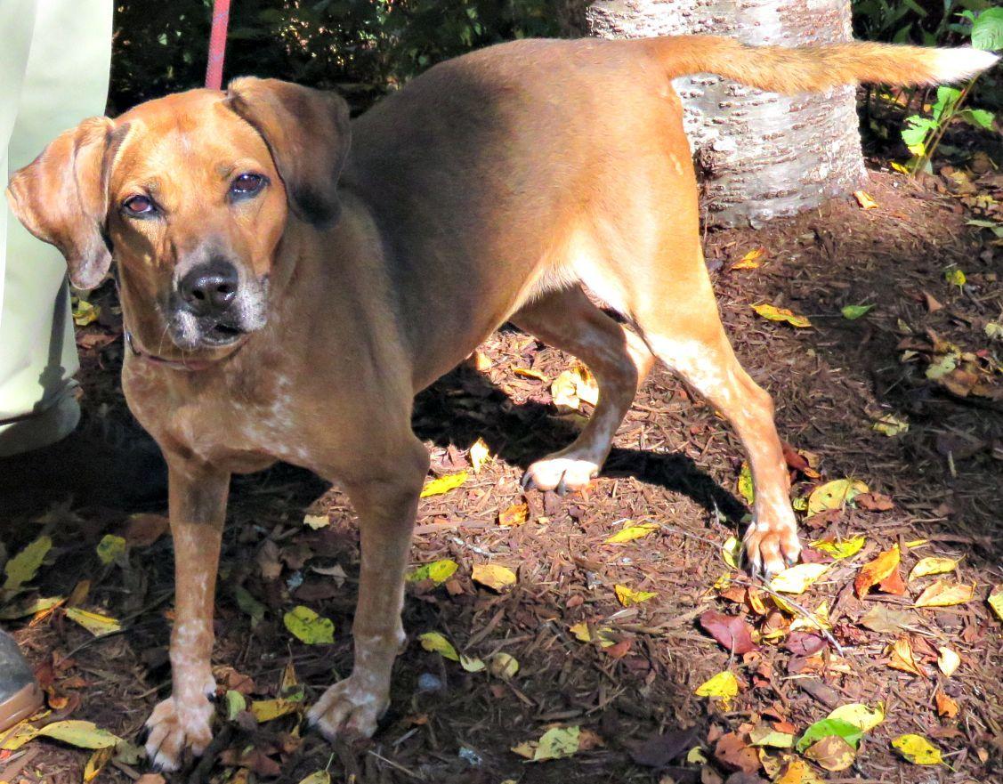Brooklyn, a Adoptable mixed breed in Lexington, VA image 3/4