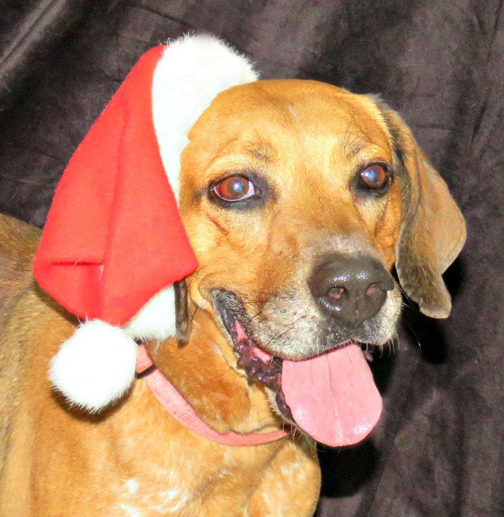 Brooklyn, Adoptable, Senior Female Redbone Coonhound.