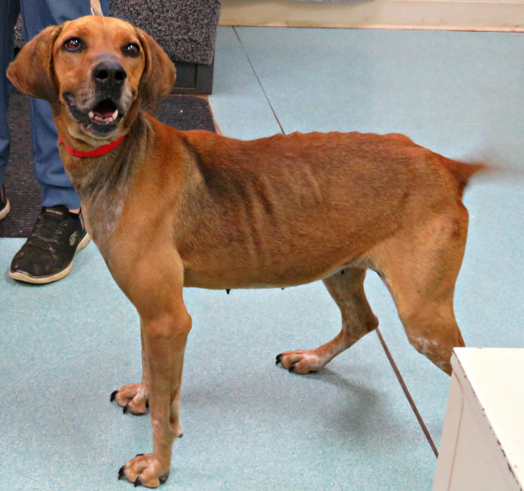 Enlarge Brooklyn, a Adoptable mixed breed in Lexington, VA image 4/4