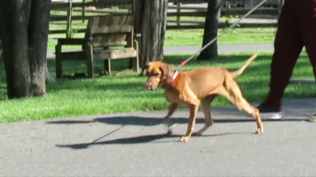 Enlarge Brooklyn, a Adoptable mixed breed in Lexington, VA video 2/2