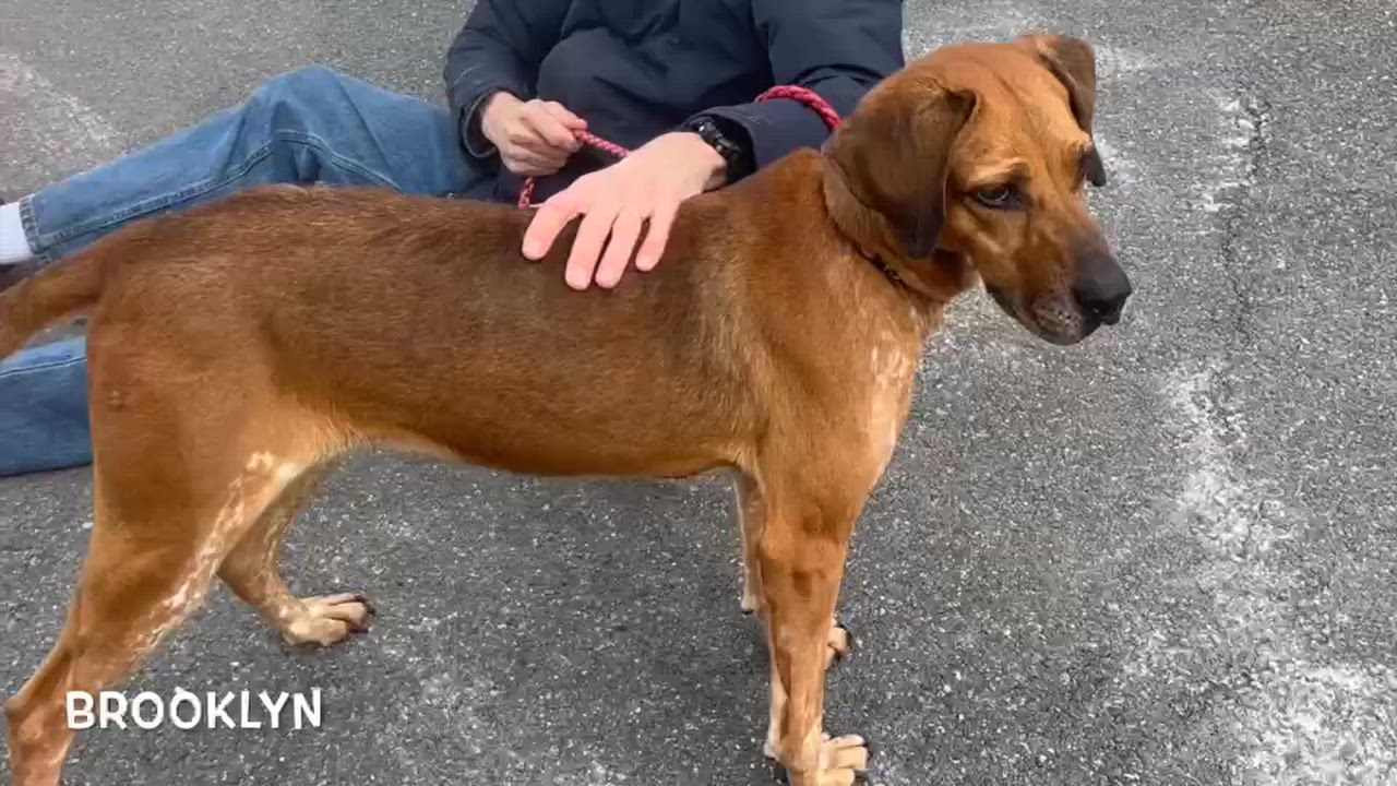 Enlarge Brooklyn, a Adoptable mixed breed in Lexington, VA video 4/4