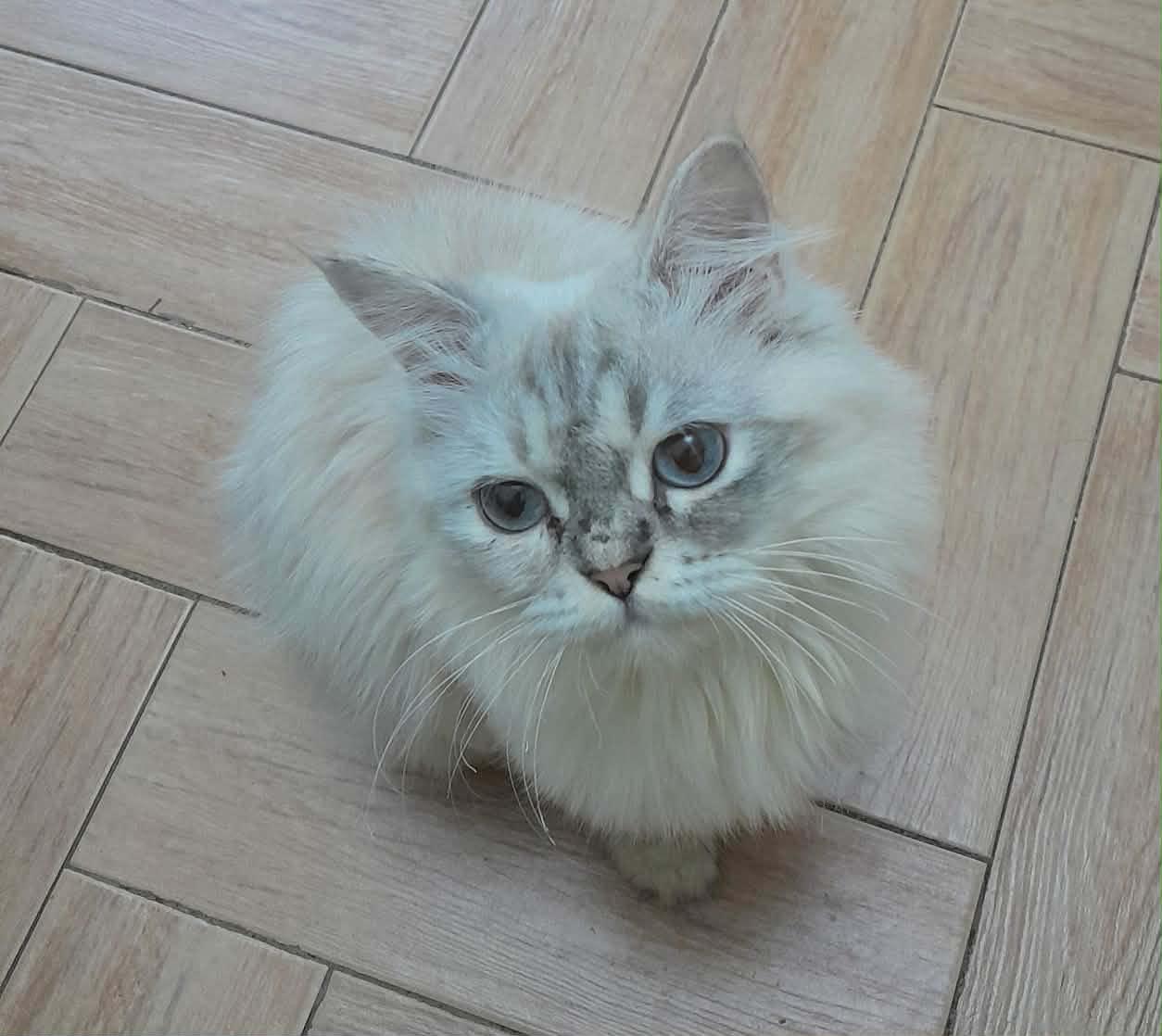 Enlarge Kiara (Ragdoll/Himalayan), a other Ragdoll in Fairfax, VA image 1/4