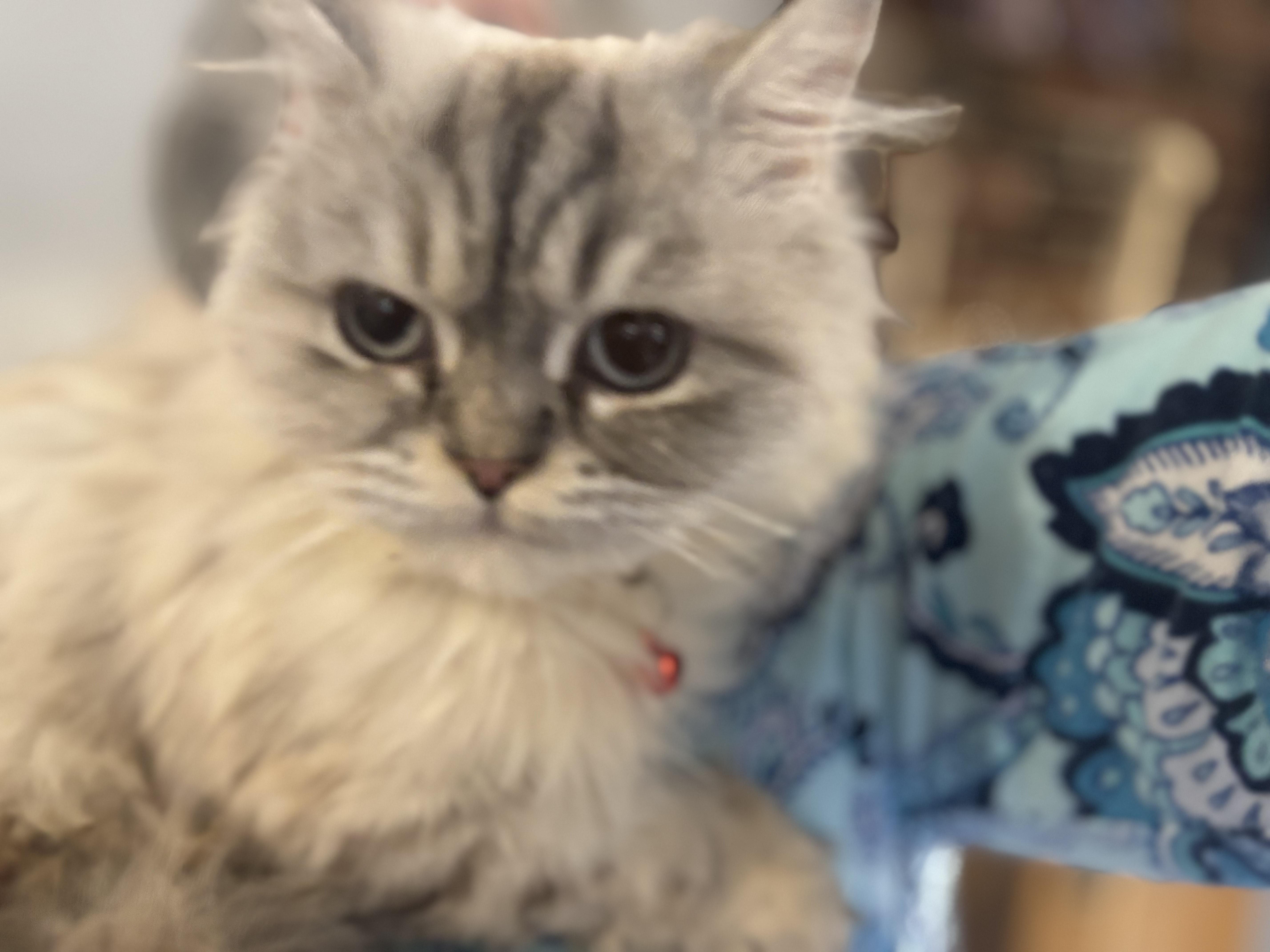 Enlarge Kiara (Ragdoll/Himalayan), a other Ragdoll in Fairfax, VA image 4/4