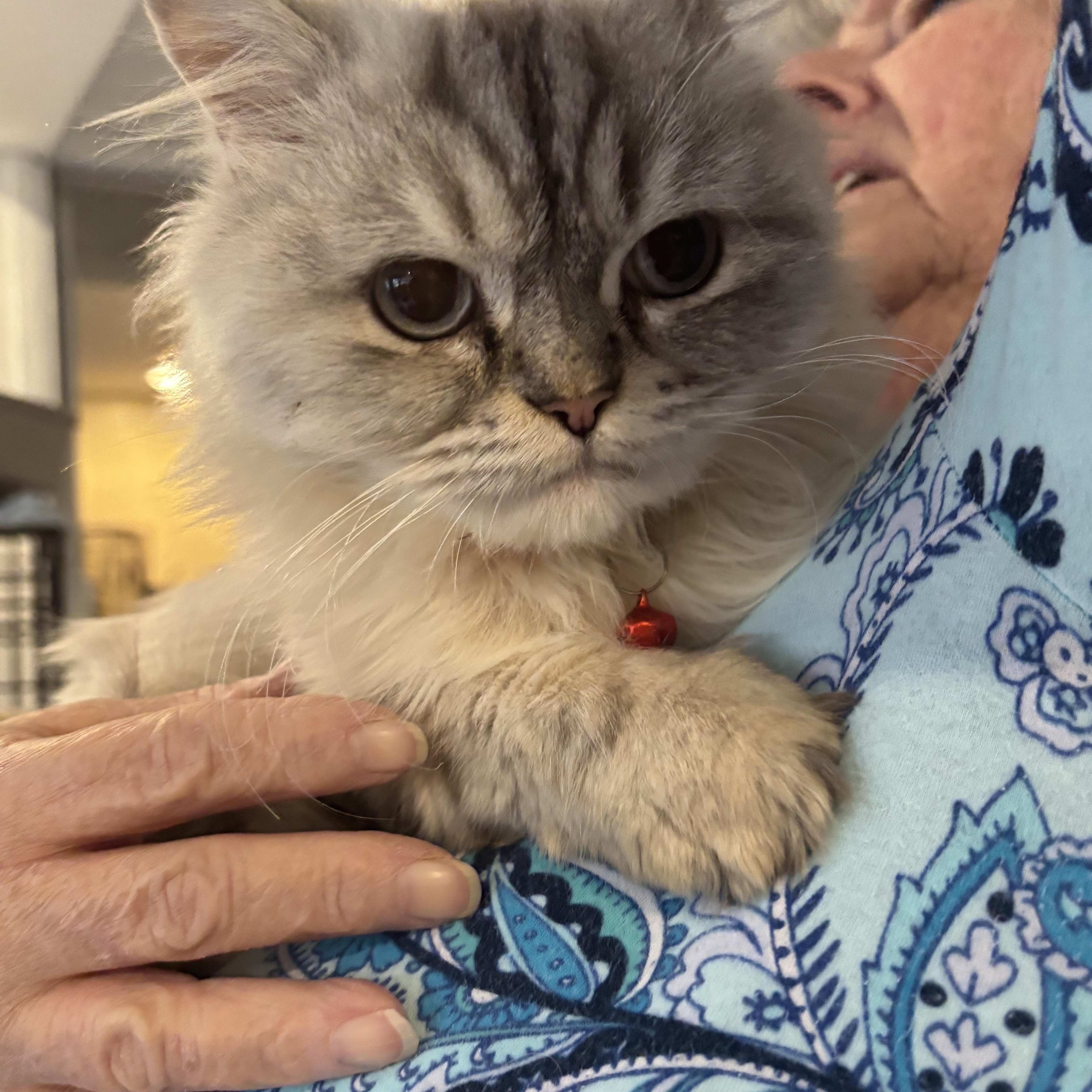 Enlarge Kiara (Ragdoll/Himalayan), a other Ragdoll in Fairfax, VA image 3/4