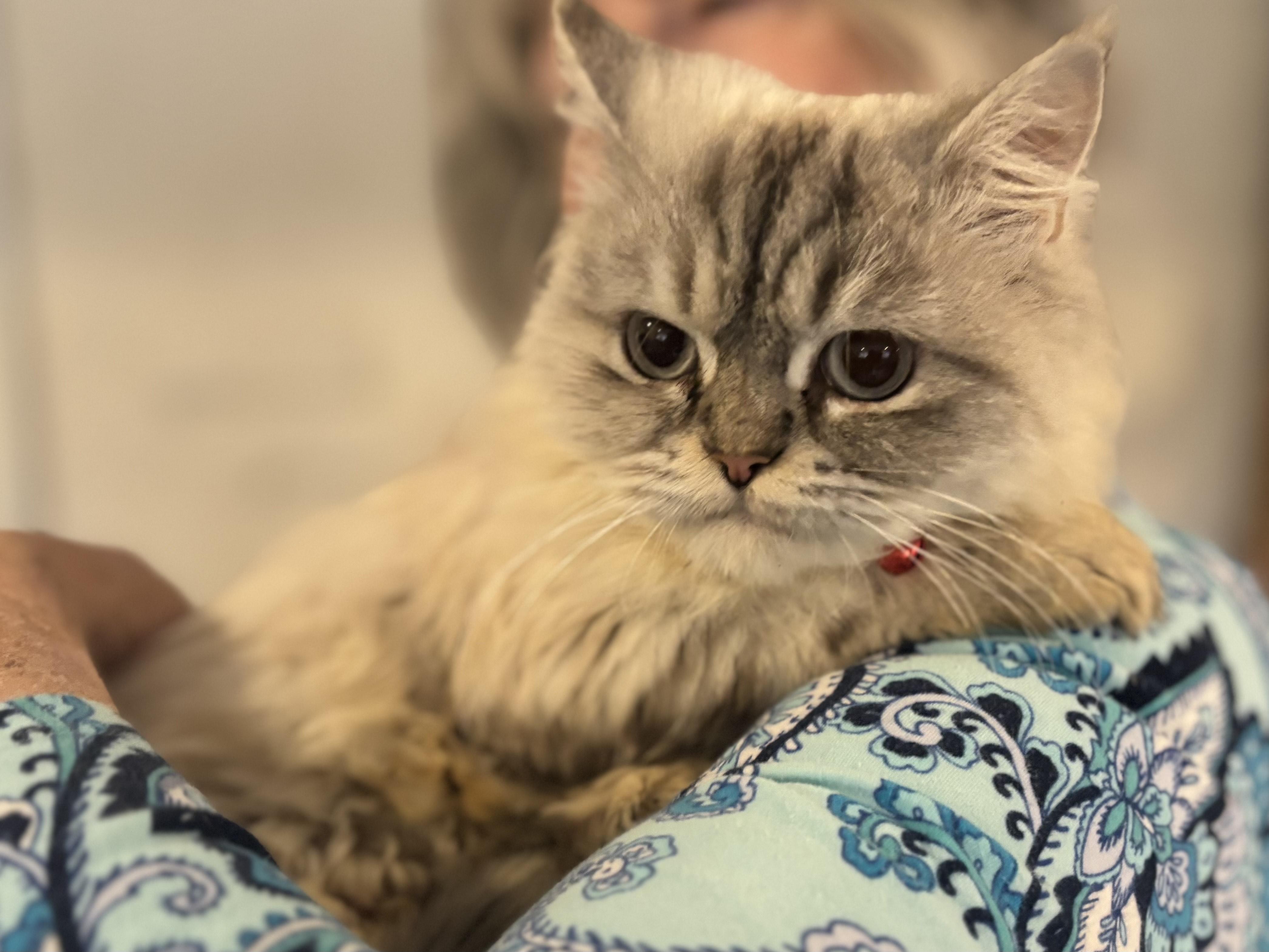 Enlarge Kiara (Ragdoll/Himalayan), a other Ragdoll in Fairfax, VA image 2/4