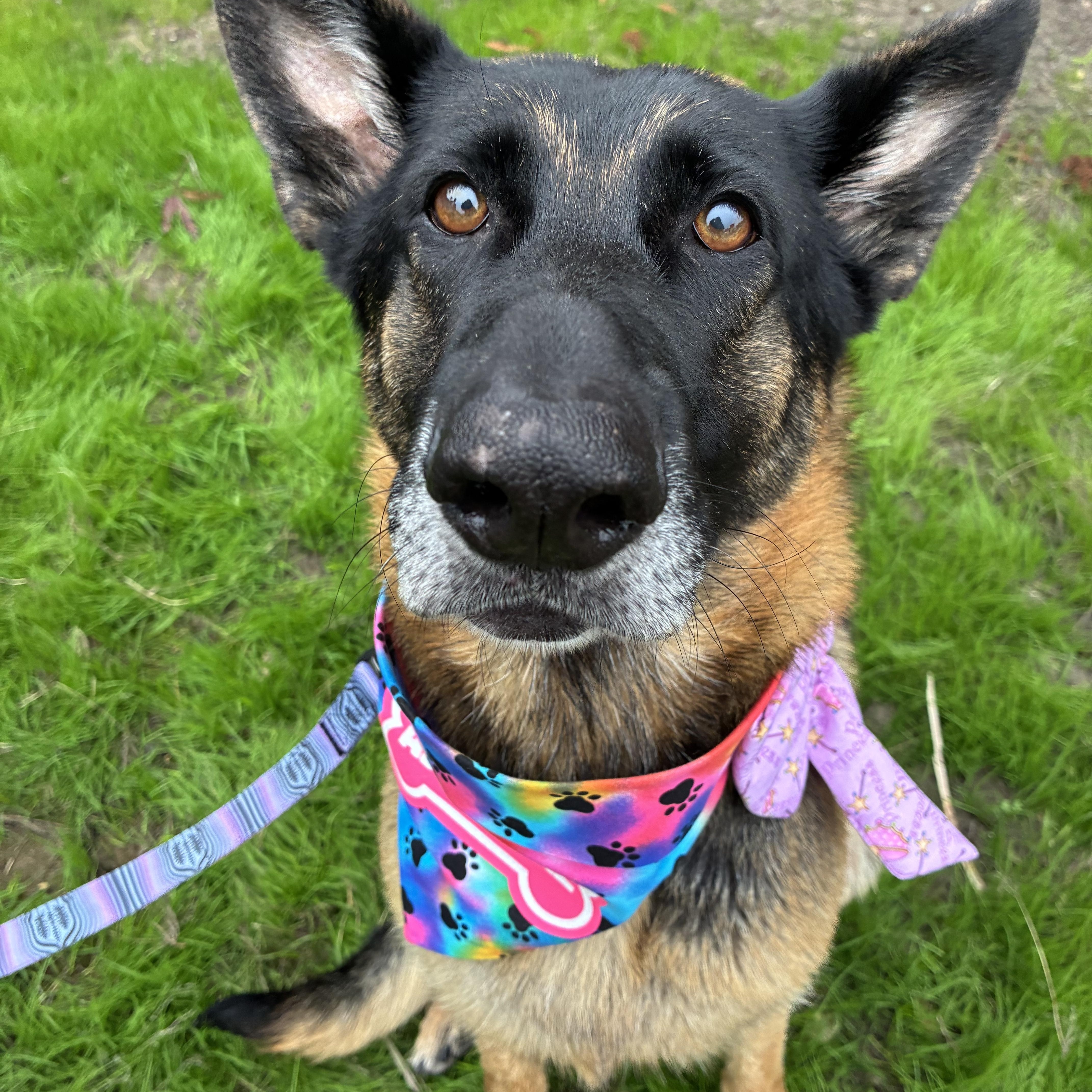 Enlarge Phoenix, a Adoptable mixed breed in Los Osos, CA image 2/4