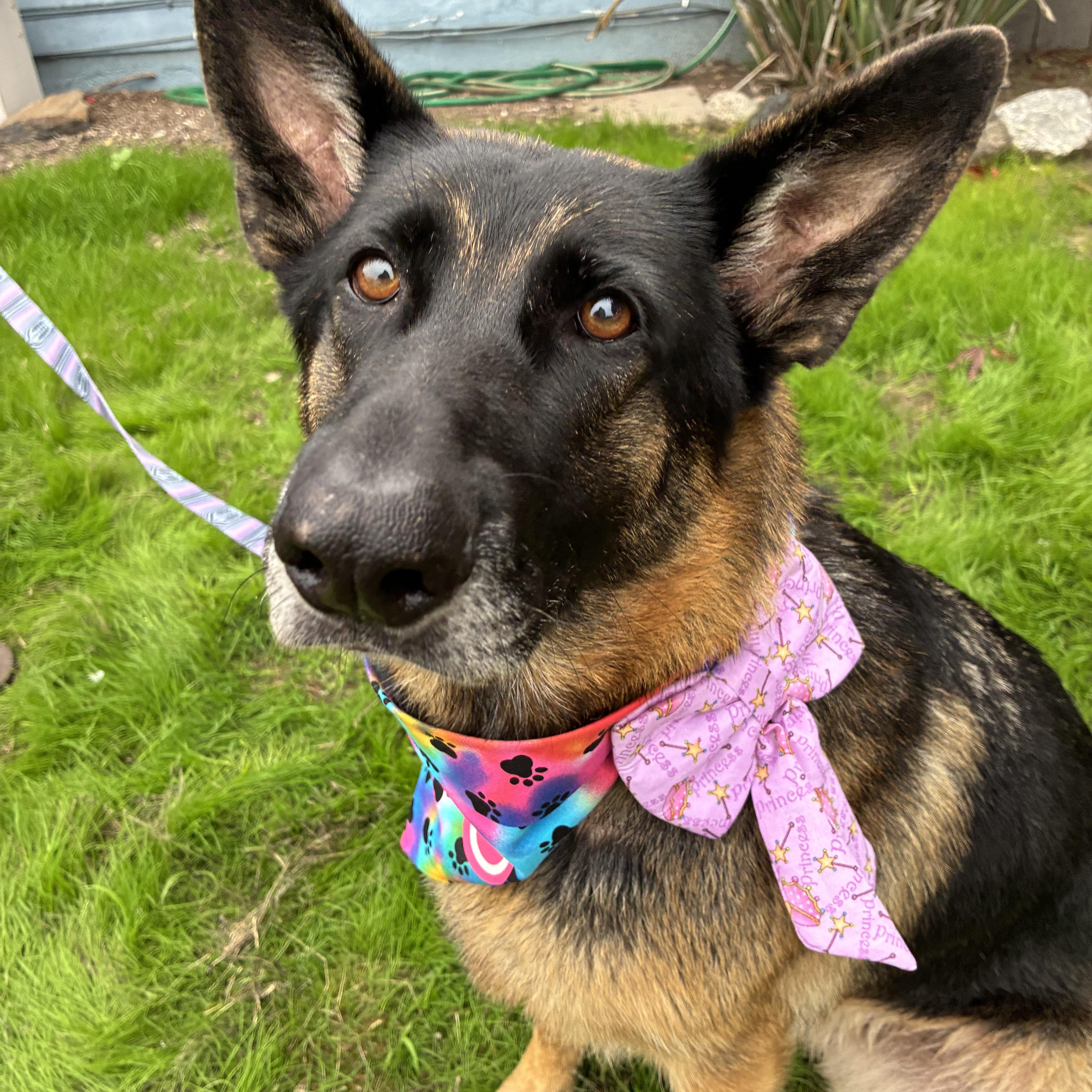 Phoenix, Adoptable, Adult Female German Shepherd Dog & Belgian Shepherd / Malinois.