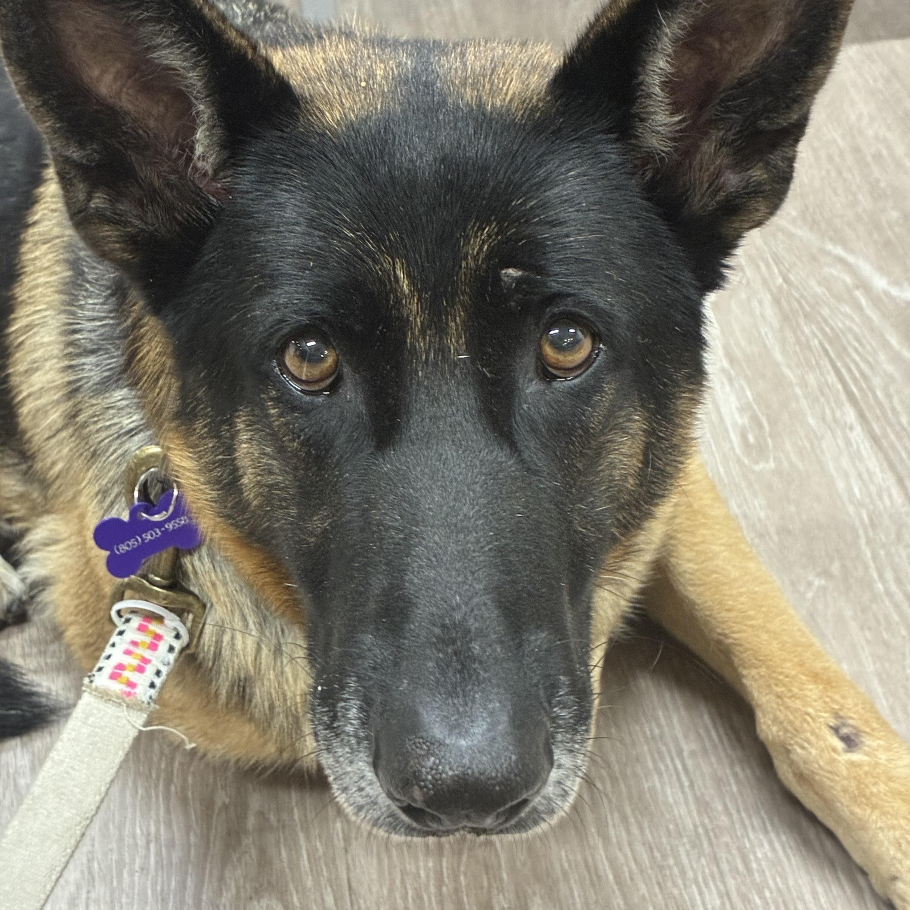 Enlarge Phoenix, a Adoptable mixed breed in Los Osos, CA image 4/4