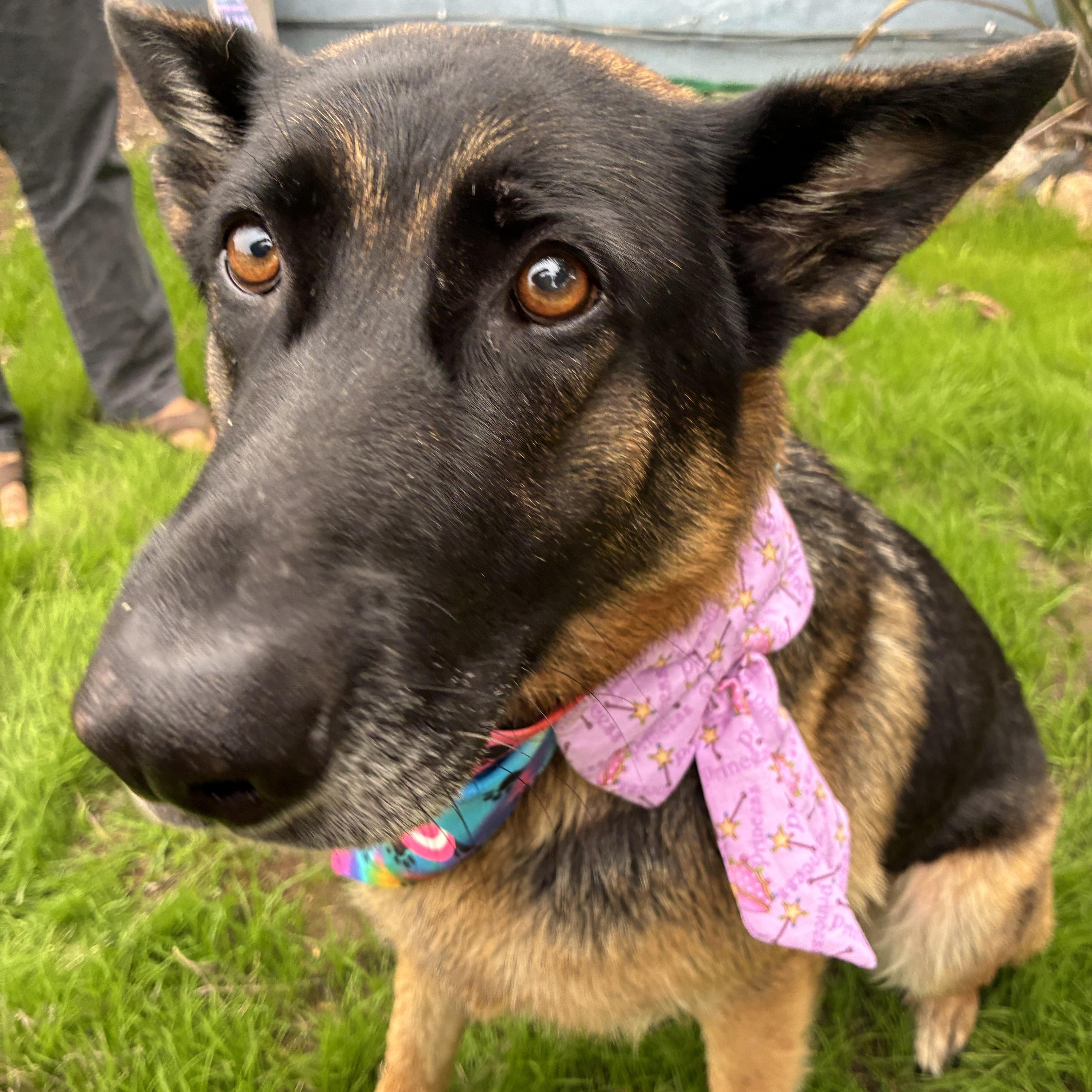 Enlarge Phoenix, a Adoptable mixed breed in Los Osos, CA image 3/4