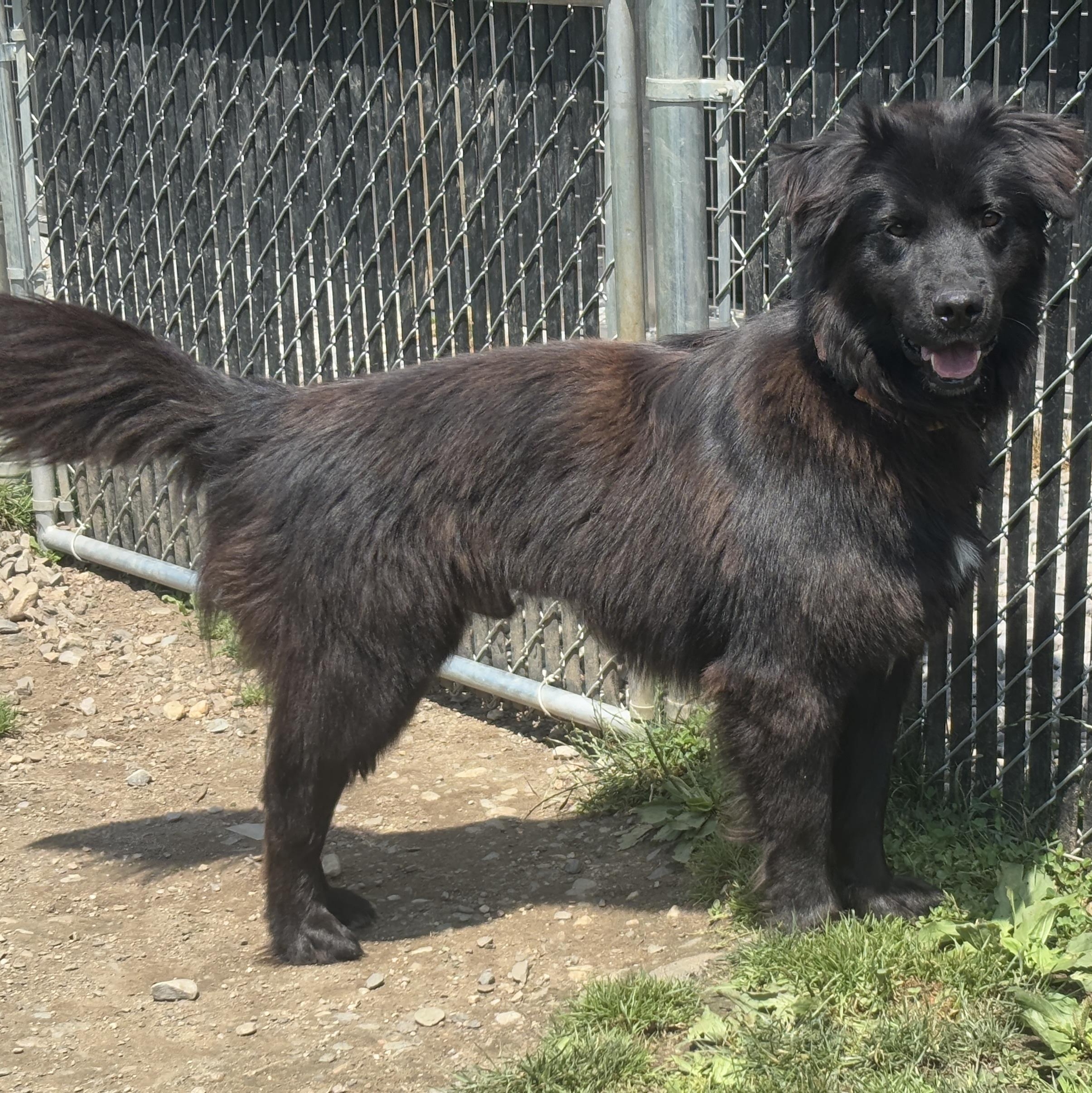 Photo of Smokey