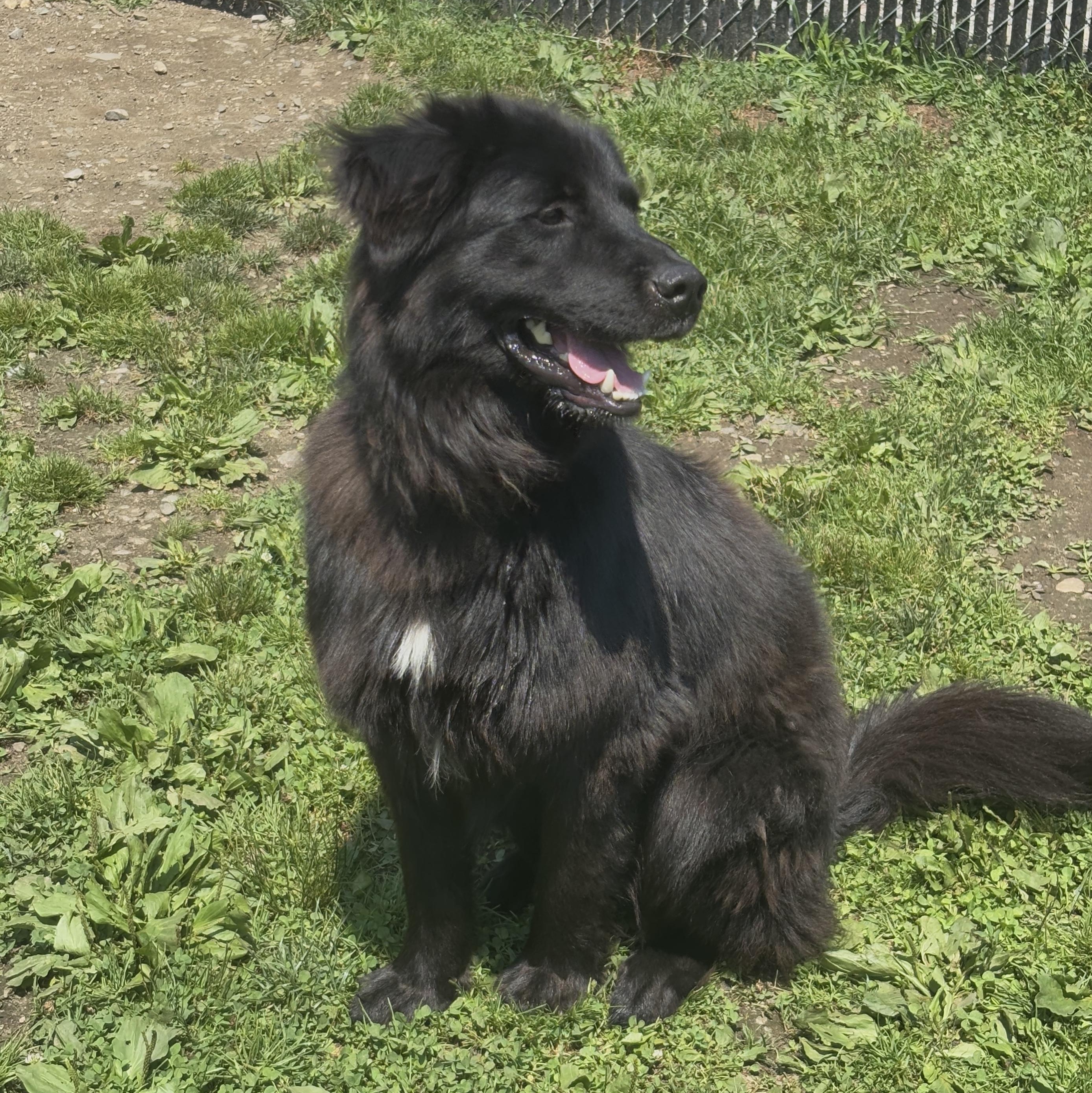 Photo of Smokey